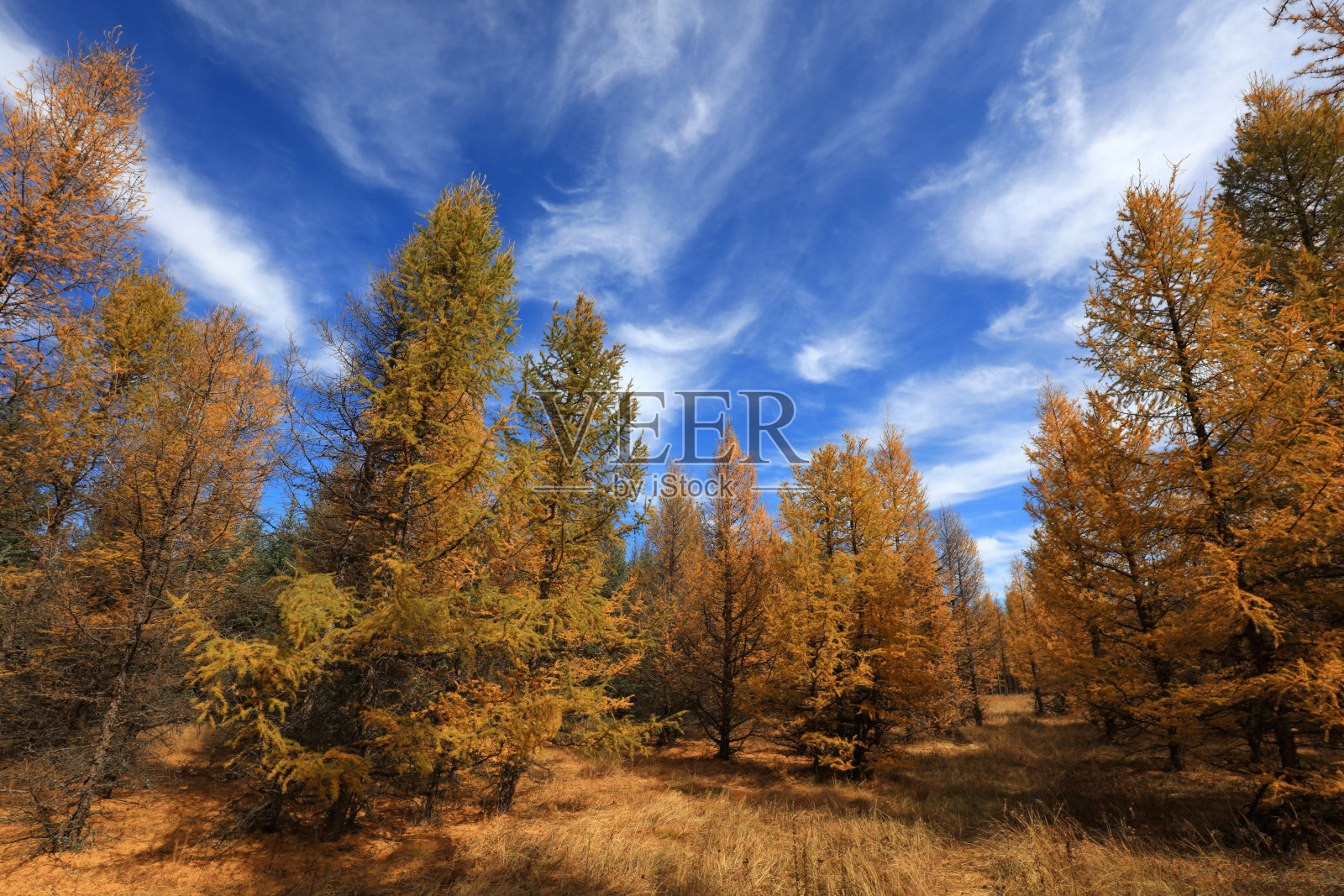 内蒙古喀什可腾世界地质公园黄岗梁公园的松树照片摄影图片