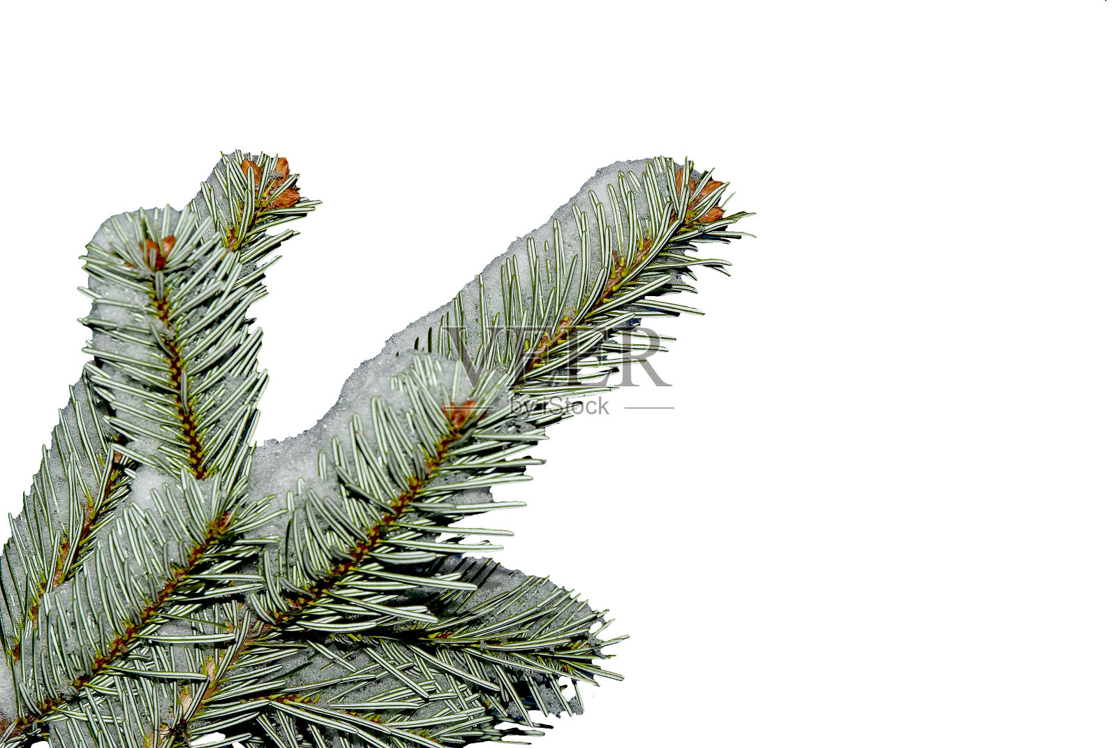 冷杉树枝被雪覆盖照片摄影图片