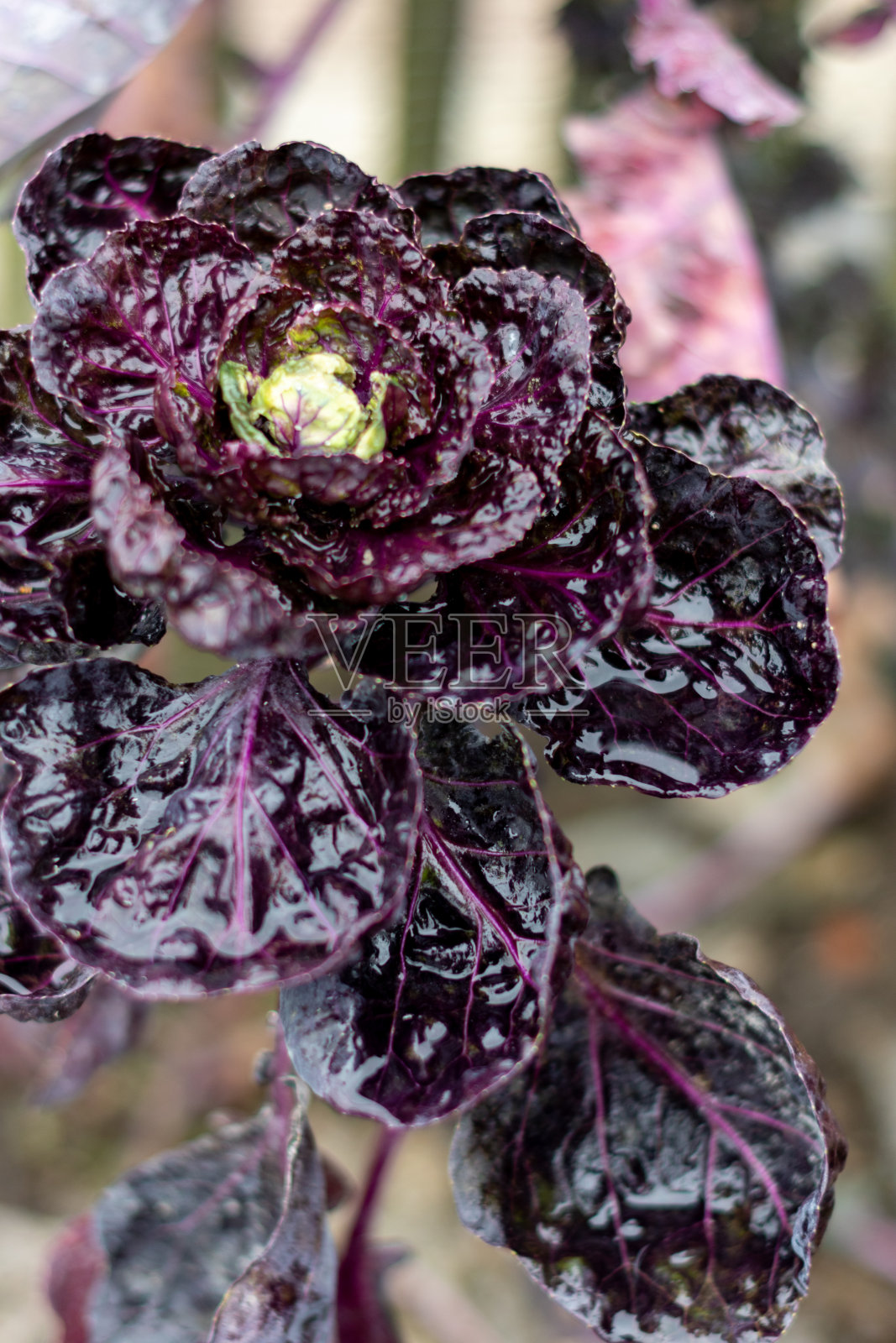 抱子芽植物，有红色的叶子照片摄影图片