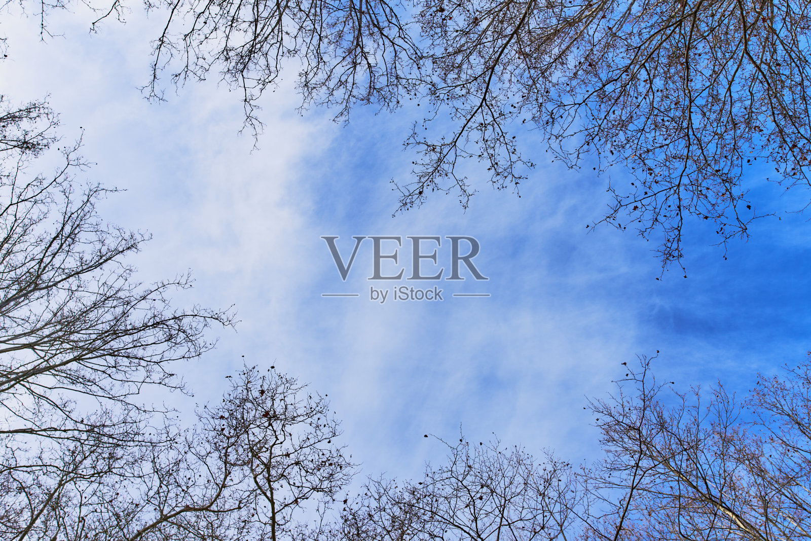 秋天的落叶树从下面看，一片蓝天照片摄影图片