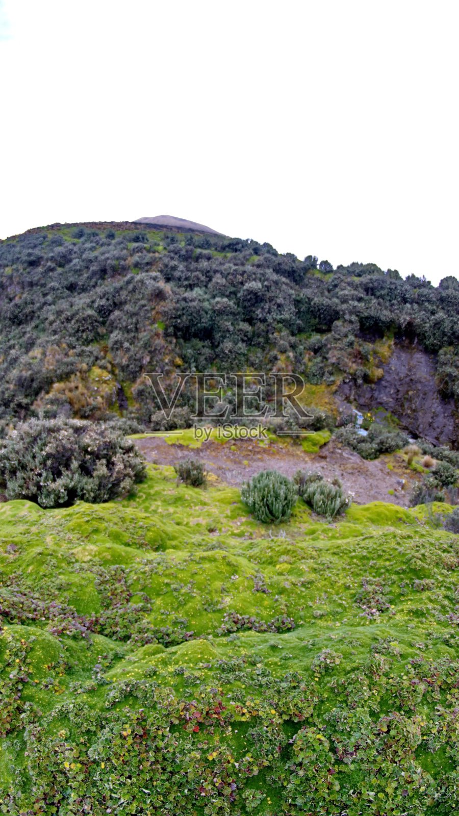 目前植被照片摄影图片