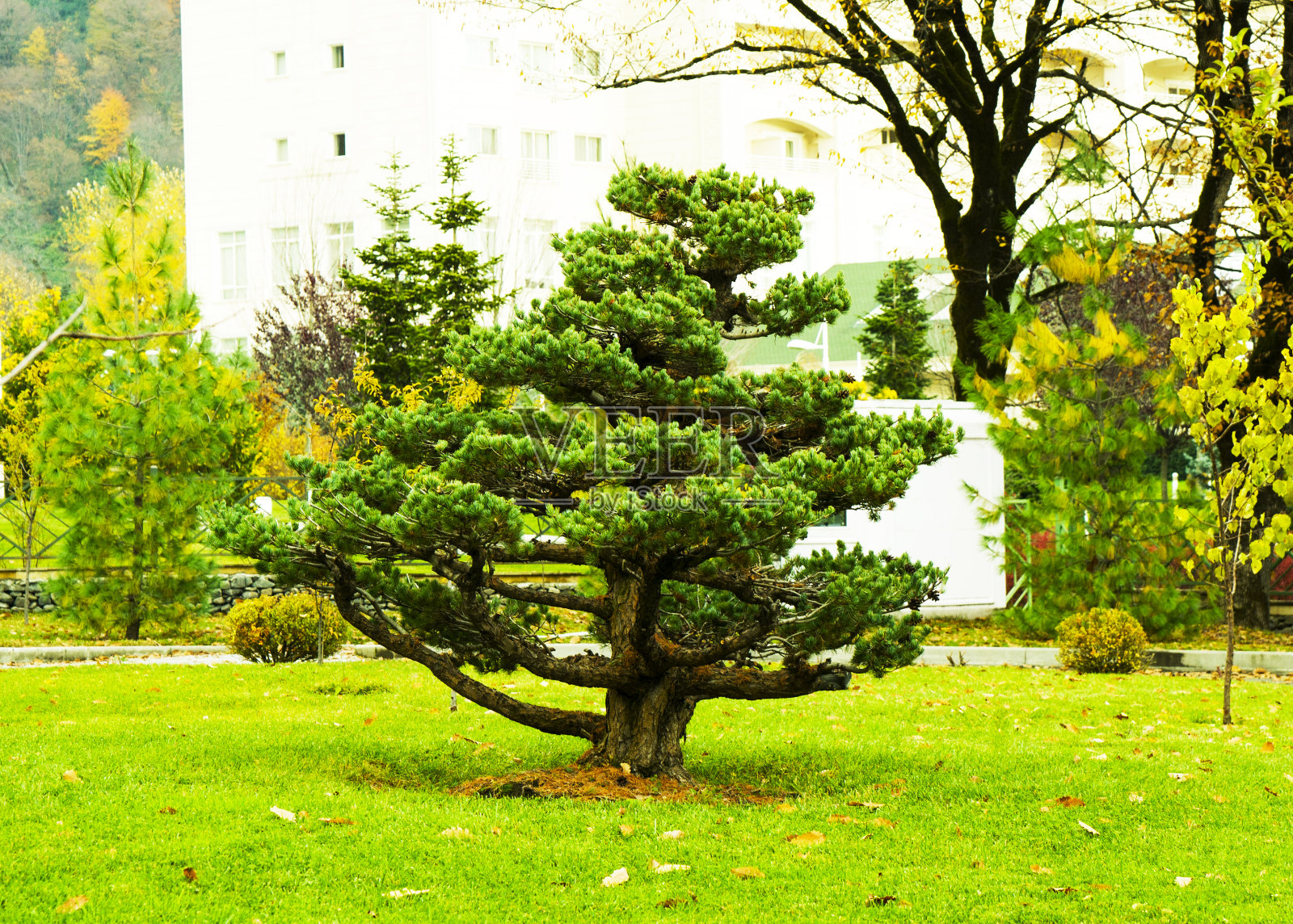 公园里有一棵绿色的松树。概念Cristmas照片摄影图片