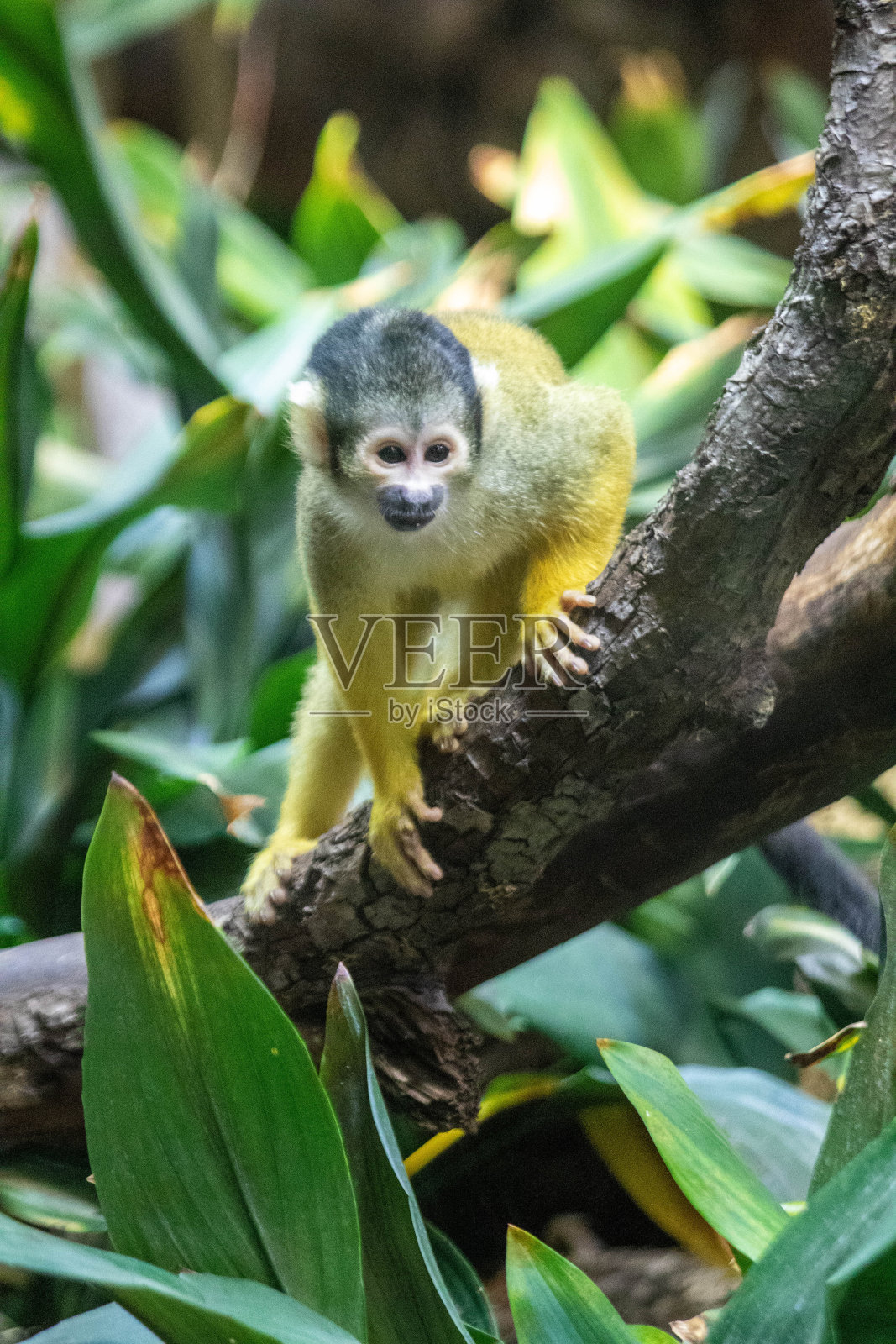 骷髅猴在树上照片摄影图片