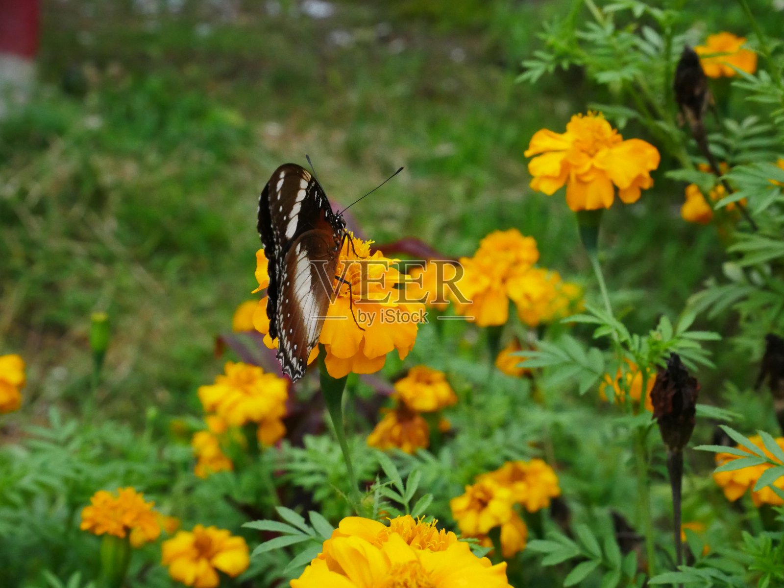 蝴蝶栖息在树叶上照片摄影图片