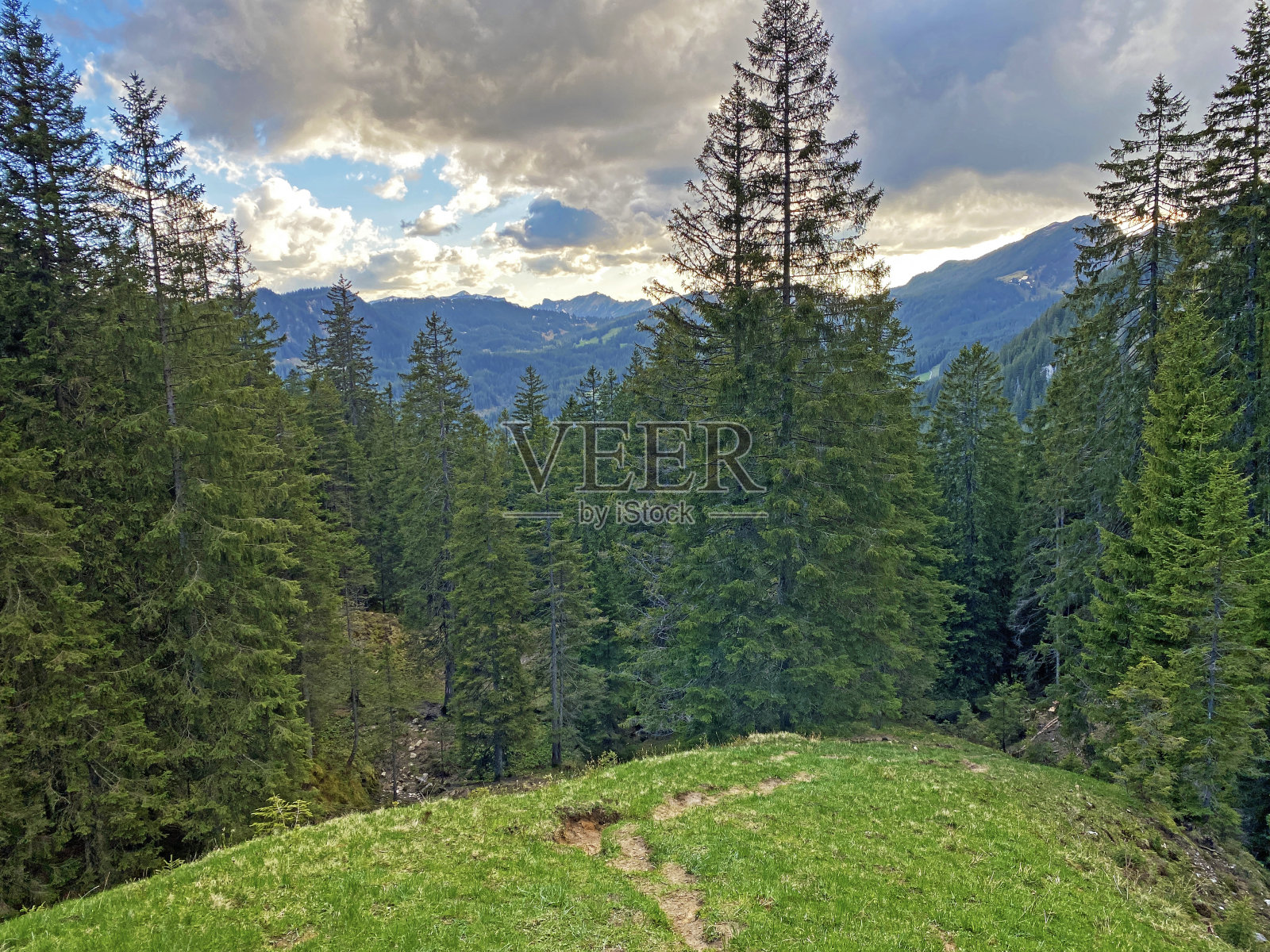 常绿森林或针叶树，生长在皮拉图斯山脉的斜坡和山峰下面的高山山谷中，Alpnach - Obwalden，瑞士(Kanton Obwald, Schweiz)照片摄影图片