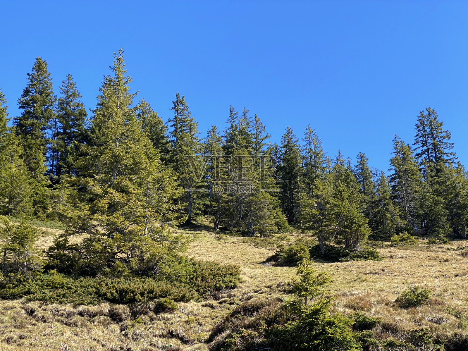 常绿森林或针叶树，生长在皮拉图斯山脉的斜坡和山峰下面的高山山谷中，Alpnach - Obwalden，瑞士(Kanton Obwald, Schweiz)照片摄影图片