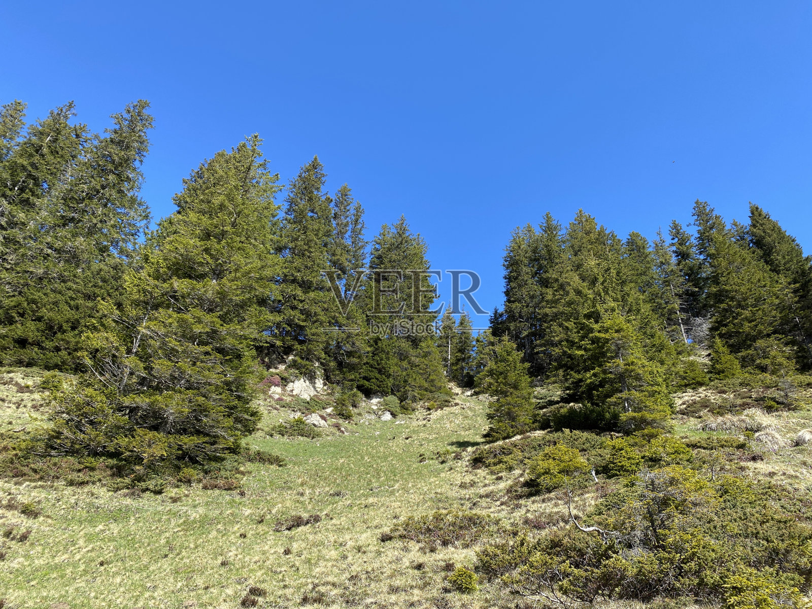常绿森林或针叶树，生长在皮拉图斯山脉的斜坡和山峰下面的高山山谷中，Alpnach - Obwalden，瑞士(Kanton Obwald, Schweiz)照片摄影图片