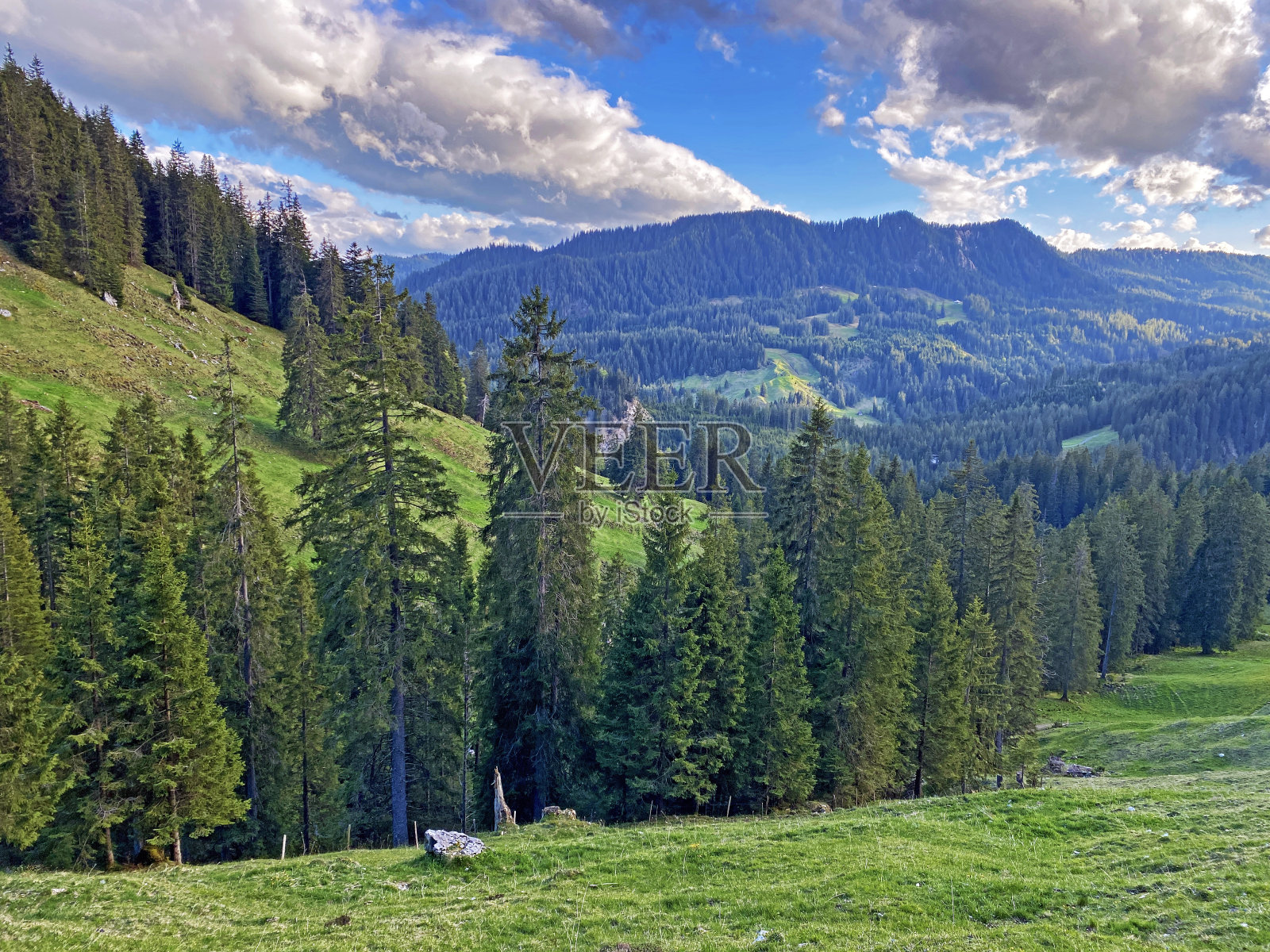 常绿森林或针叶树，生长在皮拉图斯山脉的斜坡和山峰下面的高山山谷中，Alpnach - Obwalden，瑞士(Kanton Obwald, Schweiz)照片摄影图片