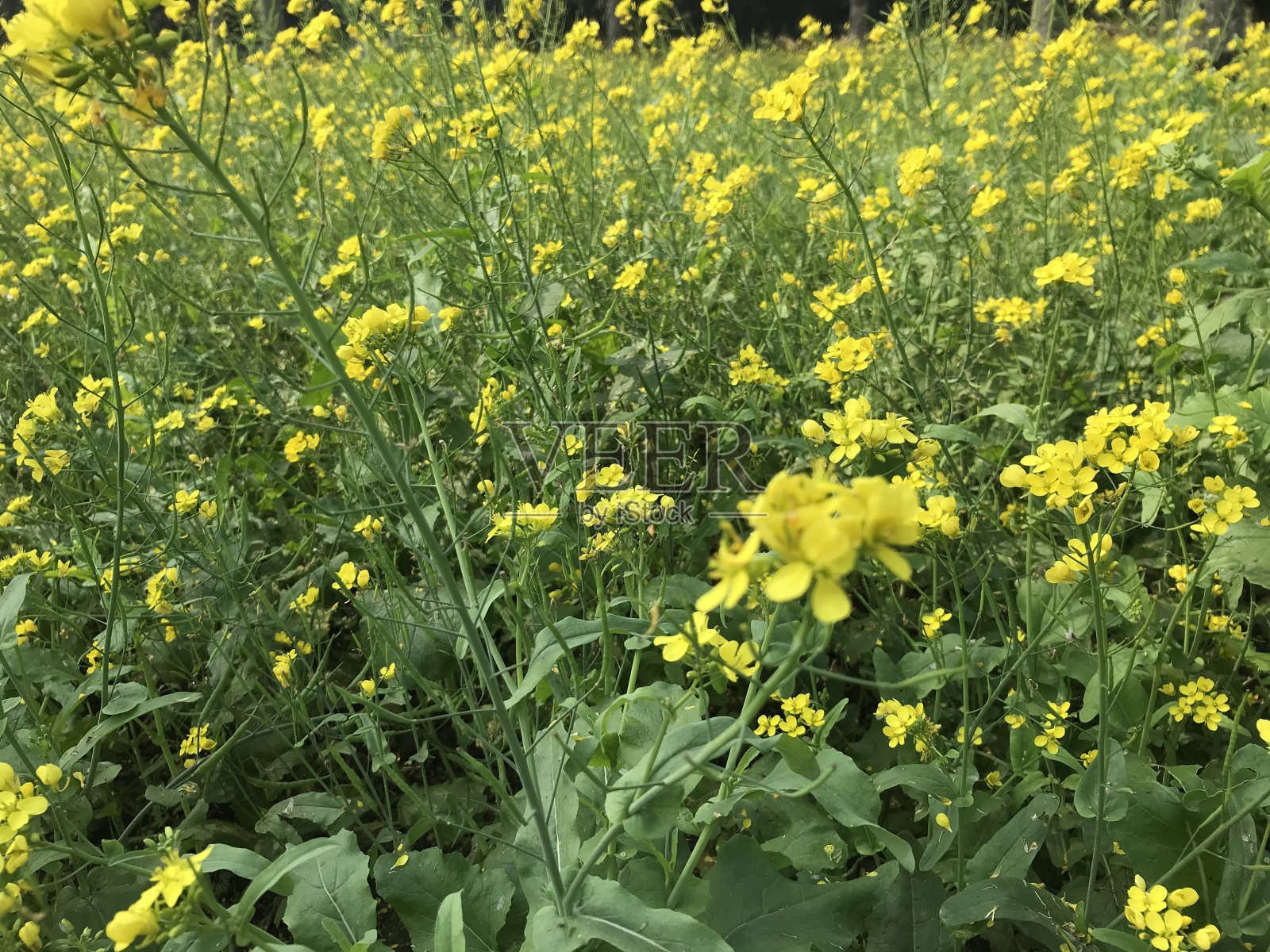 开花芥末领域照片摄影图片