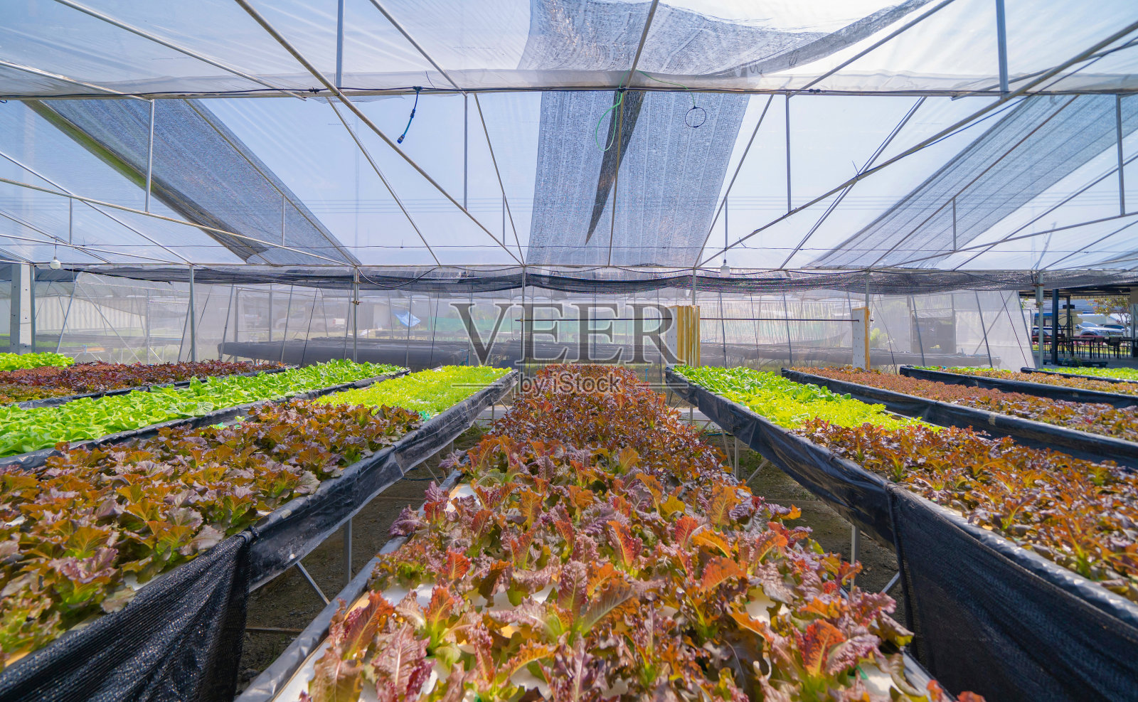 排新鲜蔬菜沙拉园种植工厂化农场在农业概念。水培天然食品。作物照片摄影图片