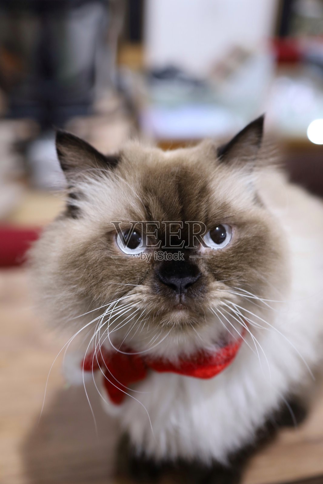 圣诞节的时候照片摄影图片