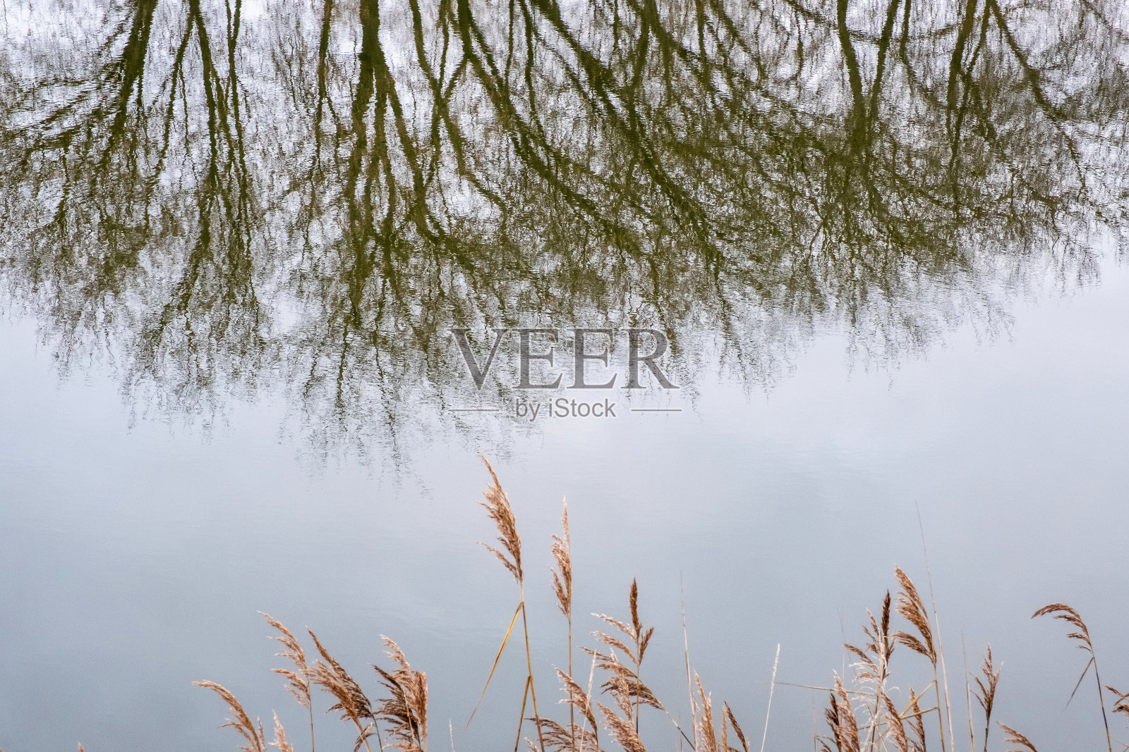 河岸上高高的黄草和树木倒映在水面上。照片摄影图片