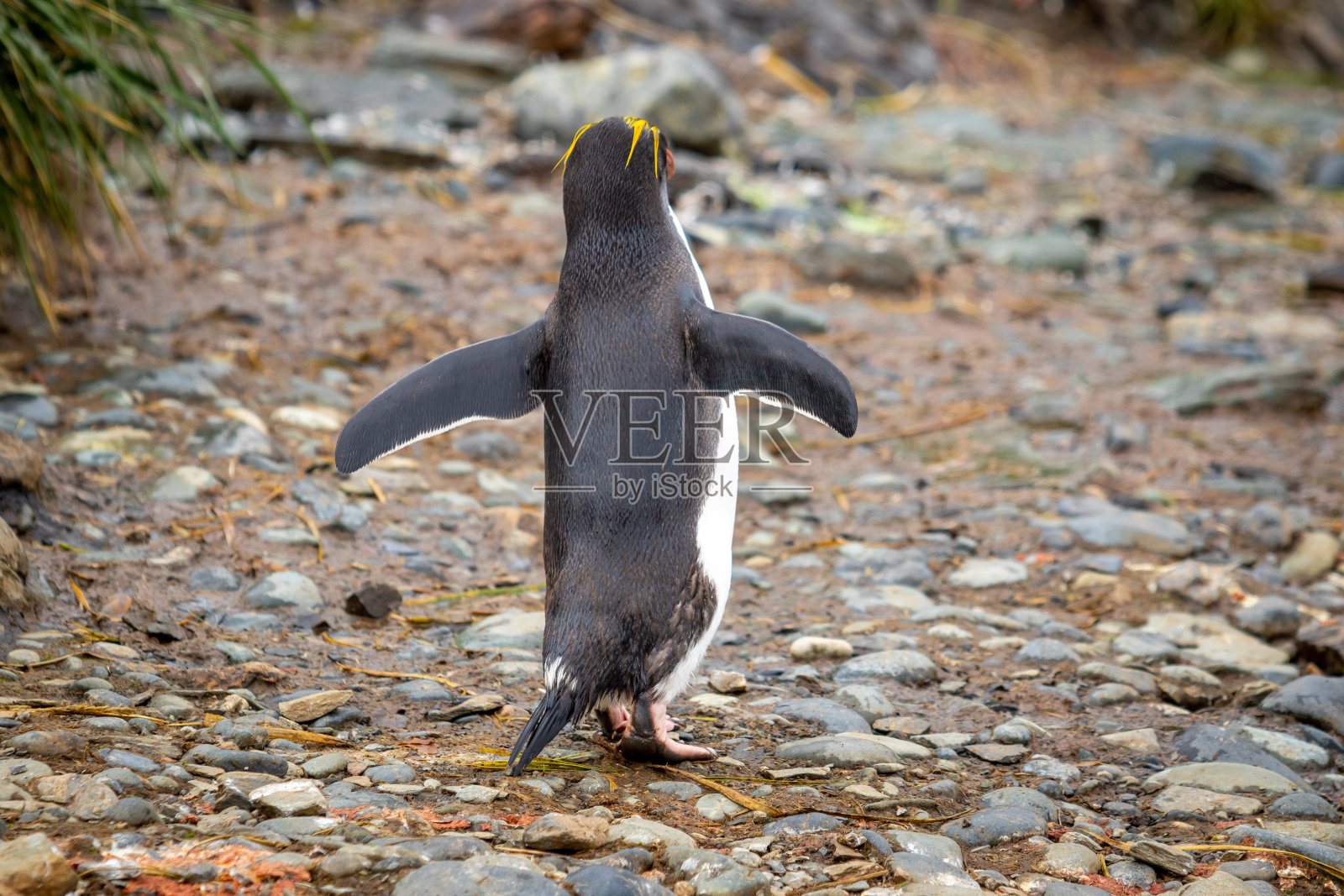 在南乔治亚，一只通心粉企鹅展开翅膀在地面上行走照片摄影图片
