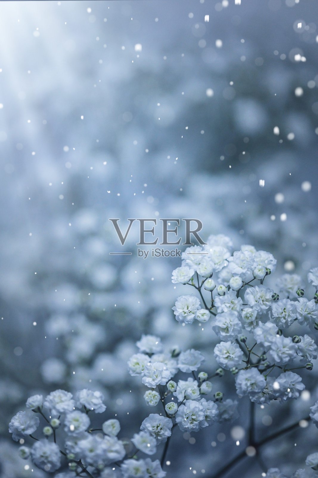 满天星花照片摄影图片