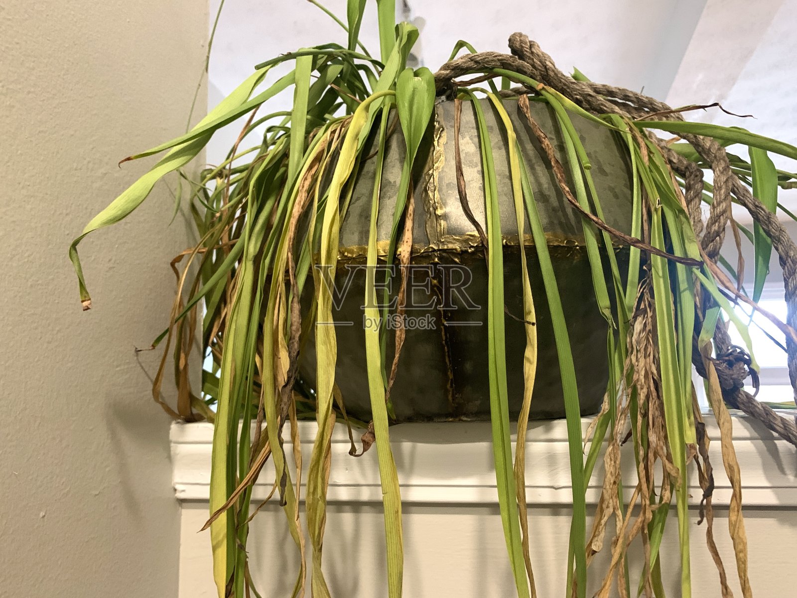 从垃圾中拯救出来的可悲的蜘蛛植物照片摄影图片