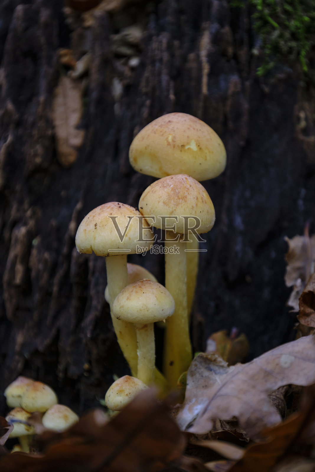 地上生长的蘑菇特写镜头照片摄影图片