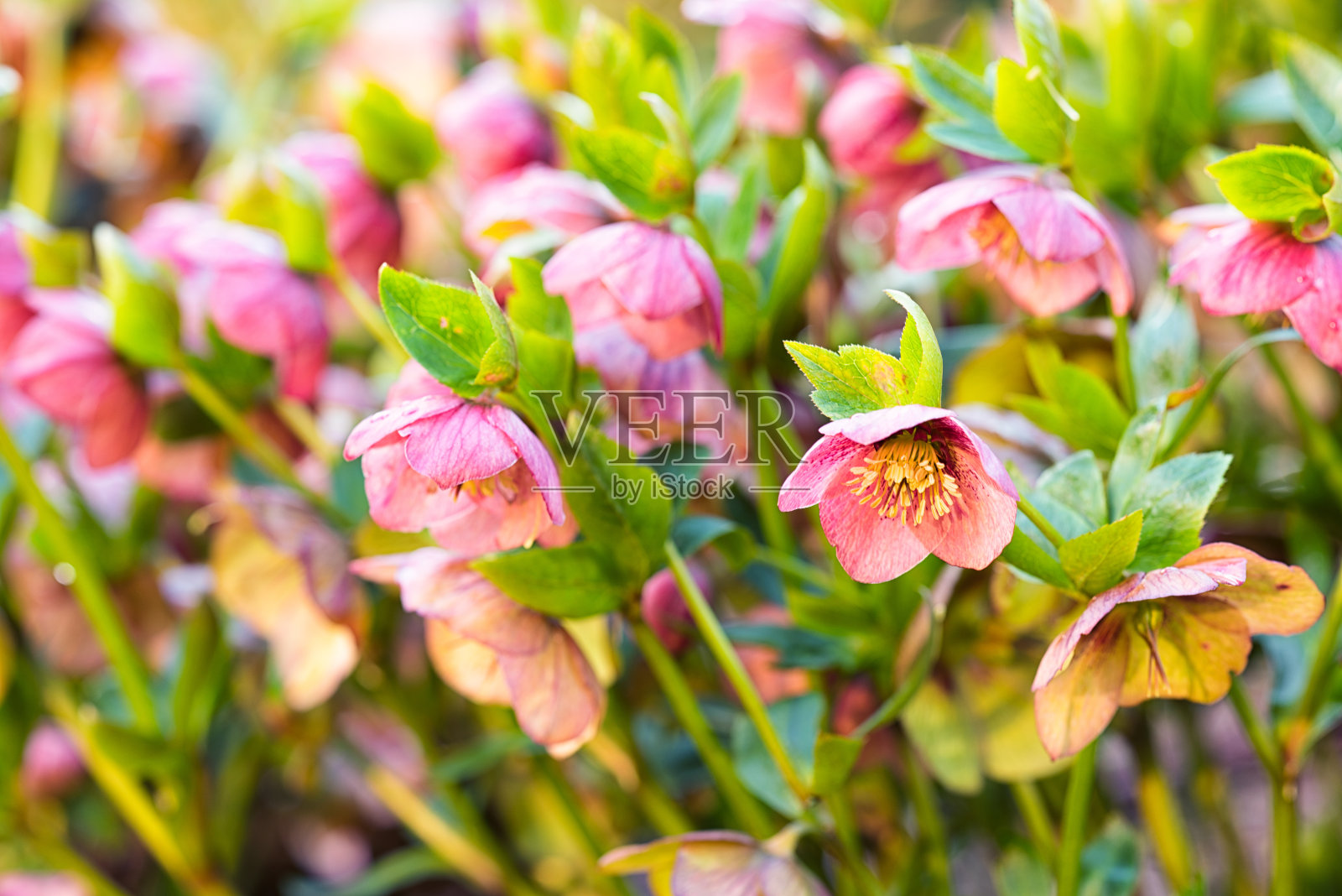 海勒博雷斯照片摄影图片