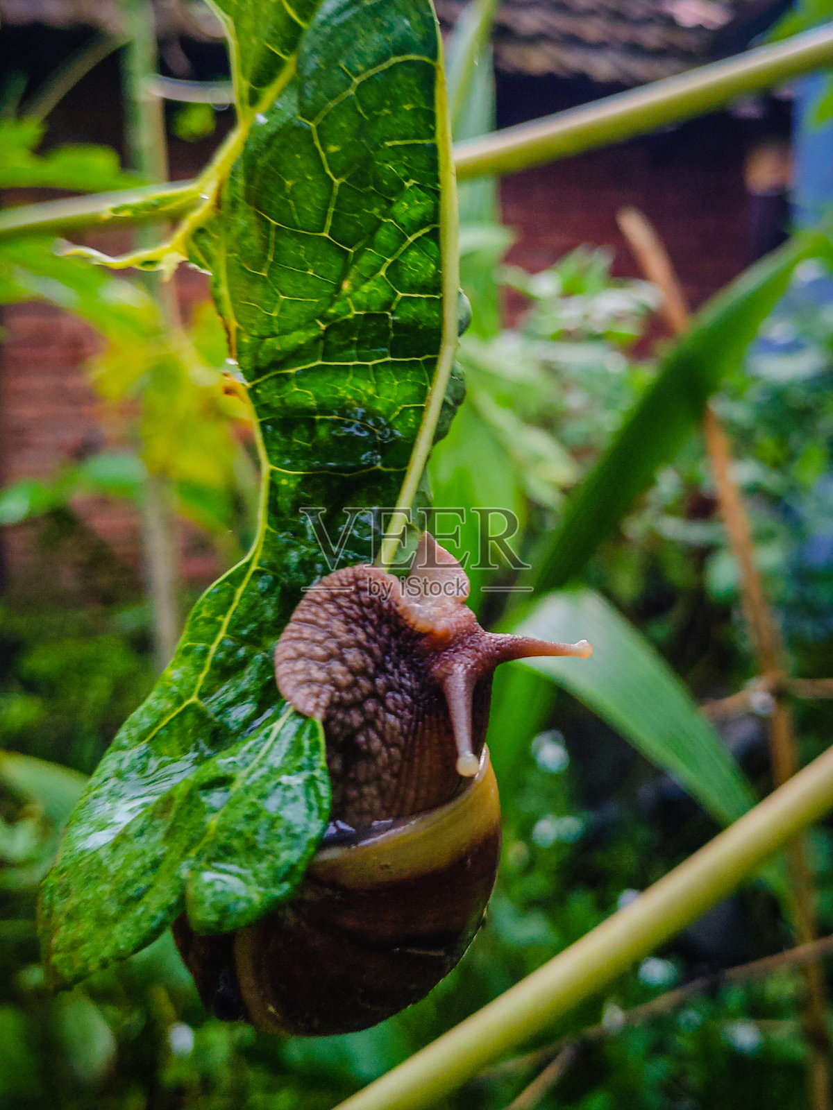 蜗牛在吃绿叶照片摄影图片