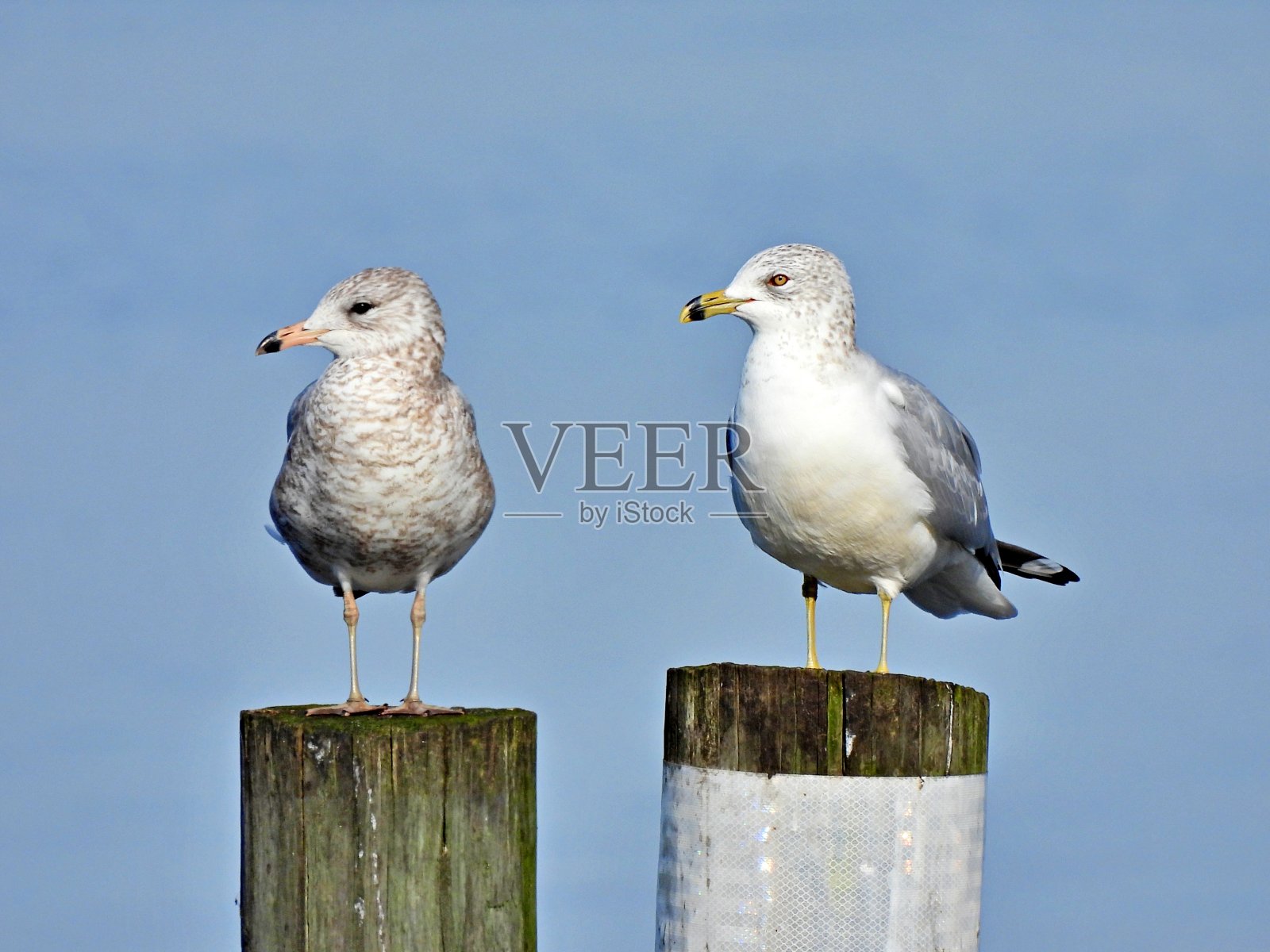 环嘴鸥(环嘴鸥)在湖中的木头堆上休息照片摄影图片