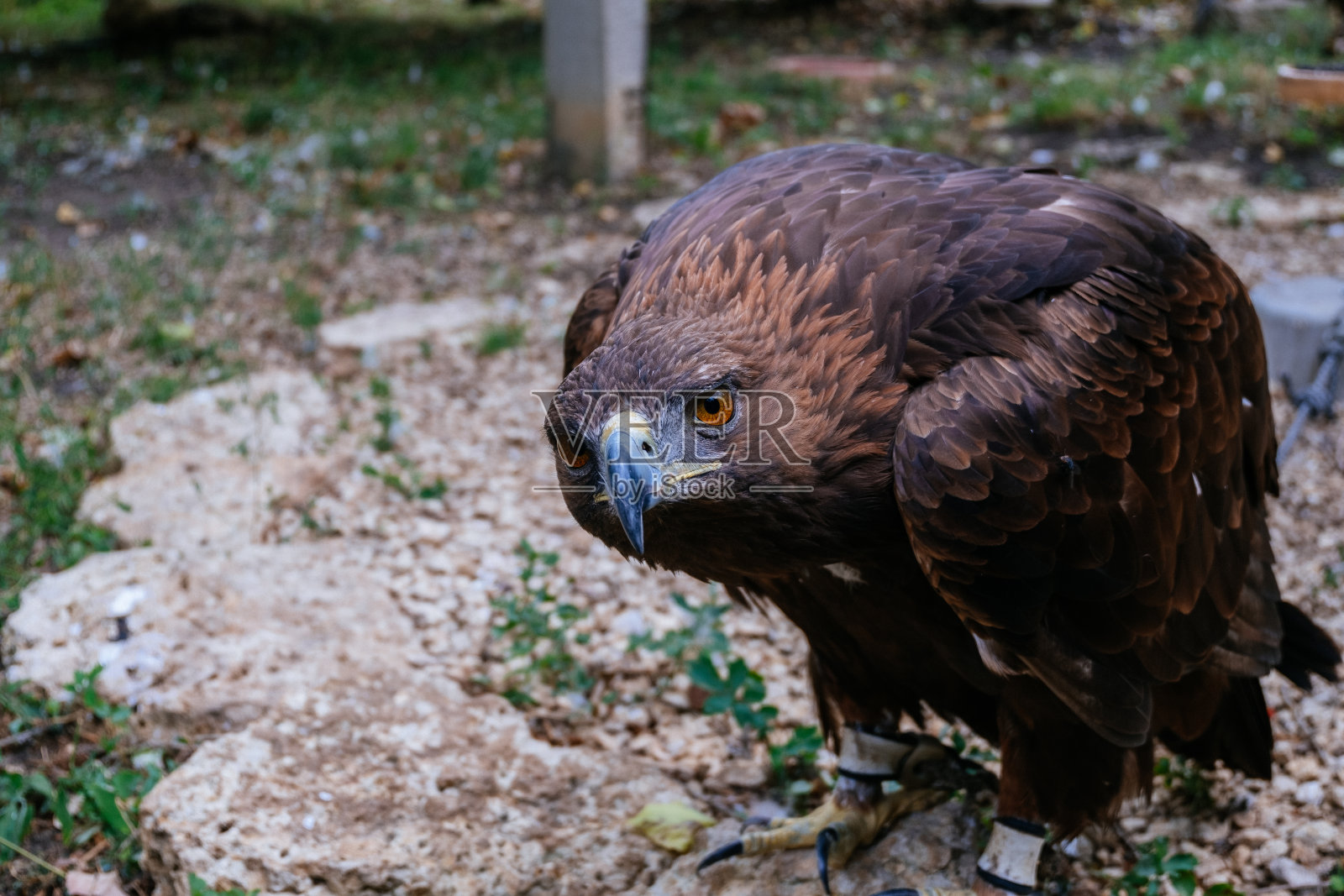 金雕，阿奎拉·克里赛托斯，坐在石头上，靠近照片摄影图片