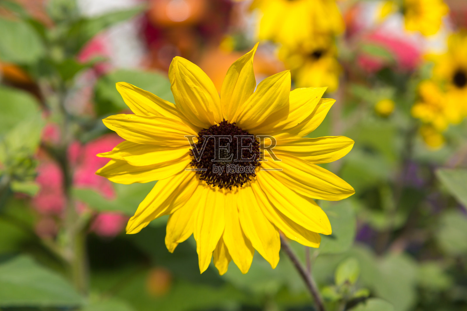盛开的向日葵花田照片摄影图片
