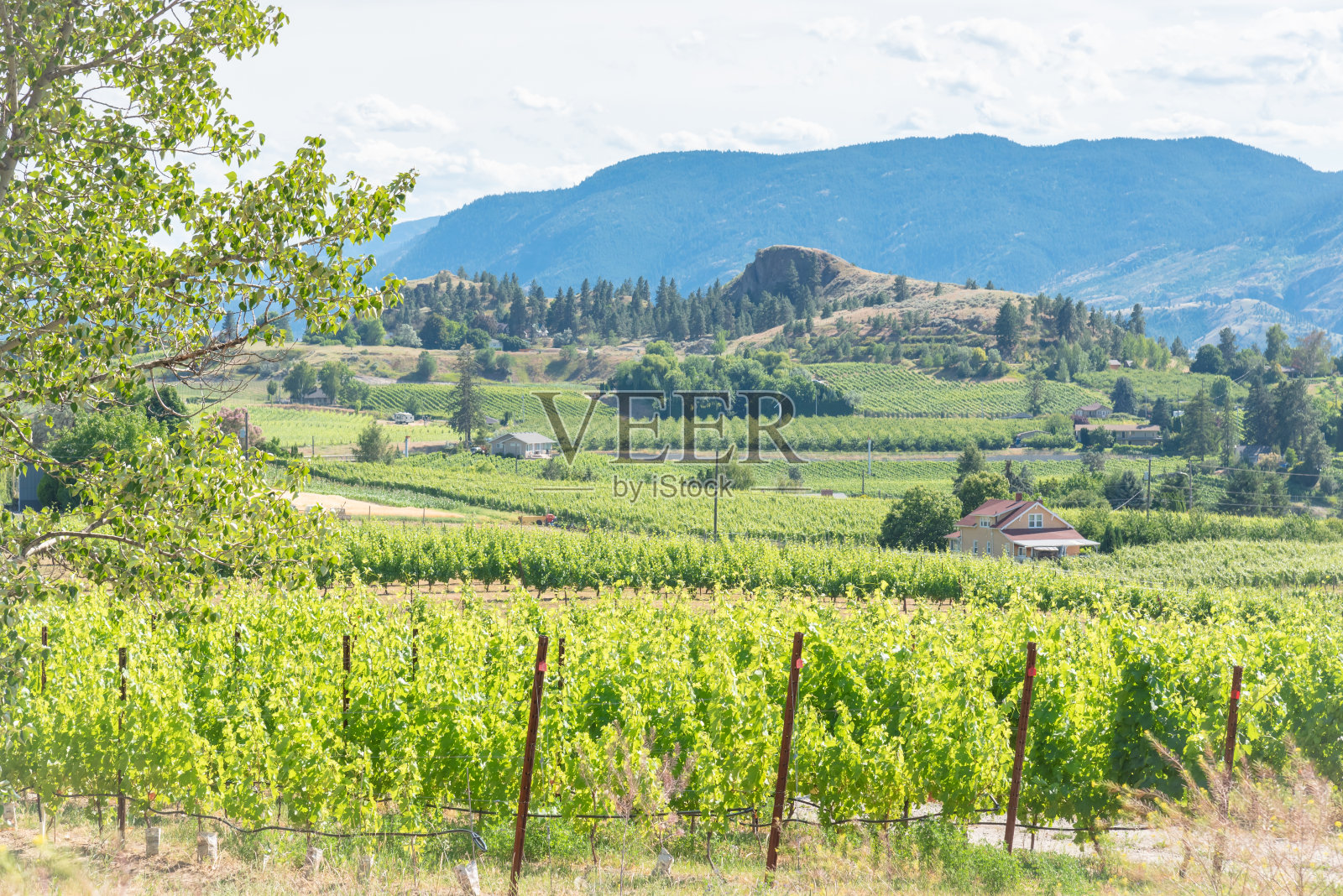 纳拉玛塔长椅葡萄园和芒森山的夏日景色照片摄影图片