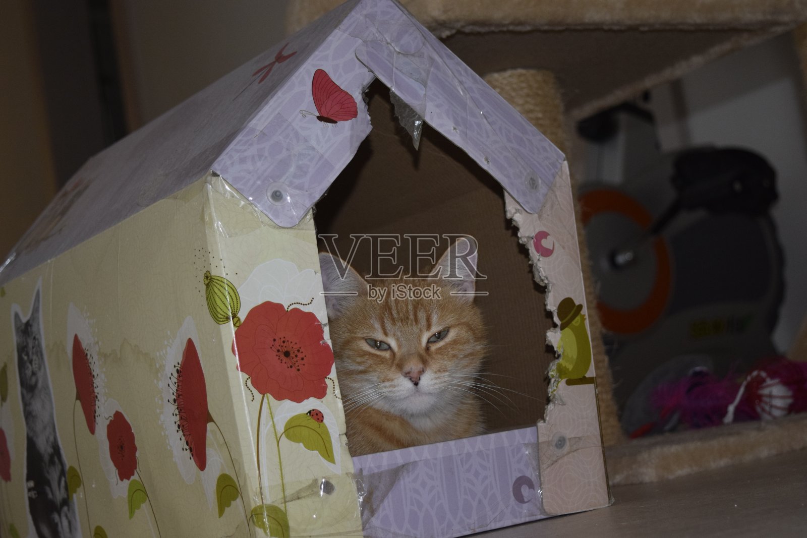 房子的秘密照片摄影图片