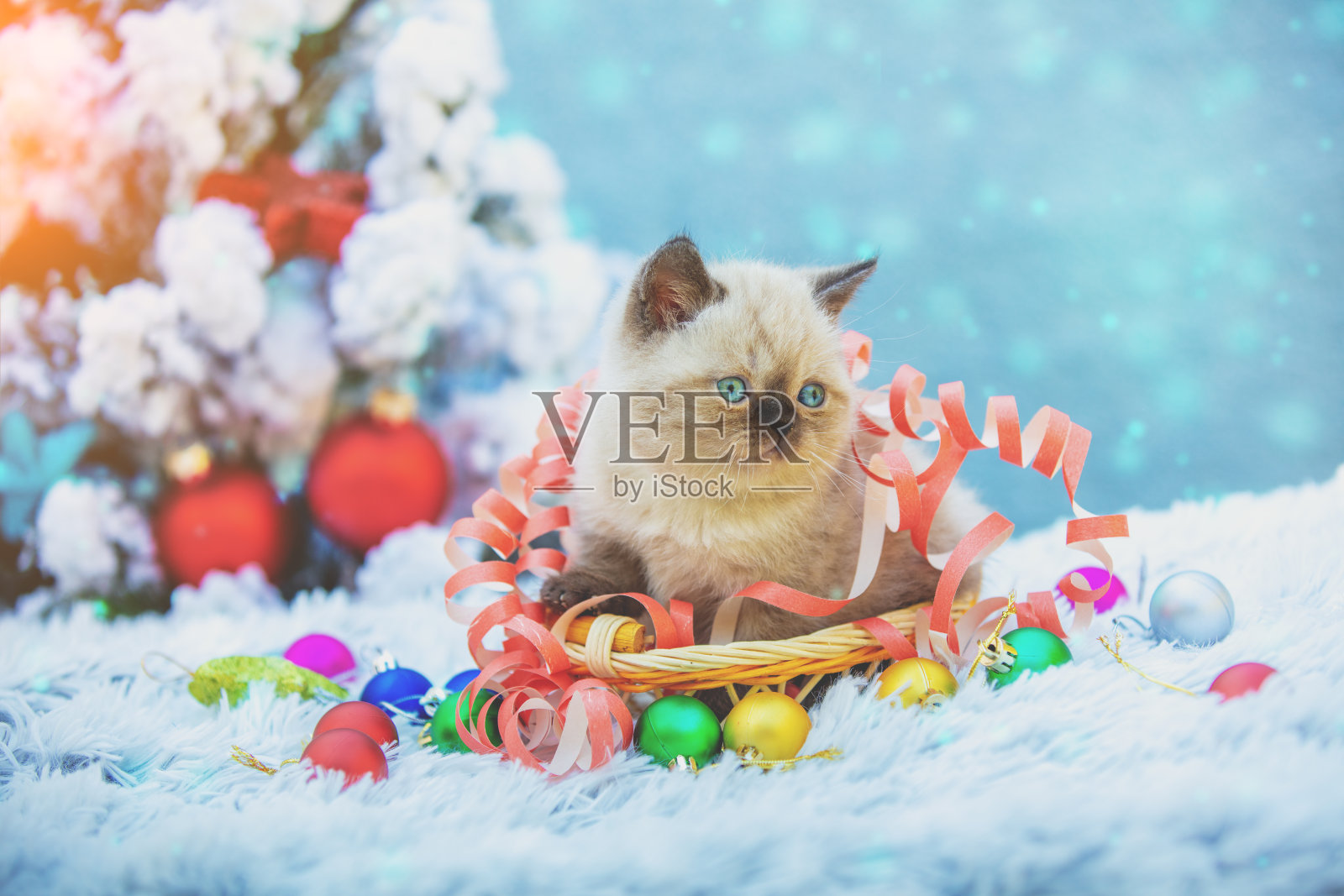 冬天，一只裹着蛇纹石的海豹尖小猫咪坐在圣诞树旁的篮子里照片摄影图片