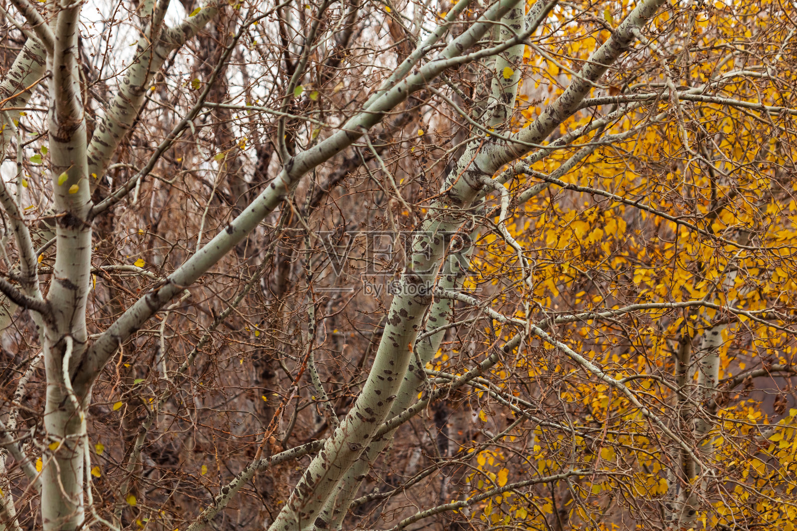 初冬的桦树和它的黄叶照片摄影图片