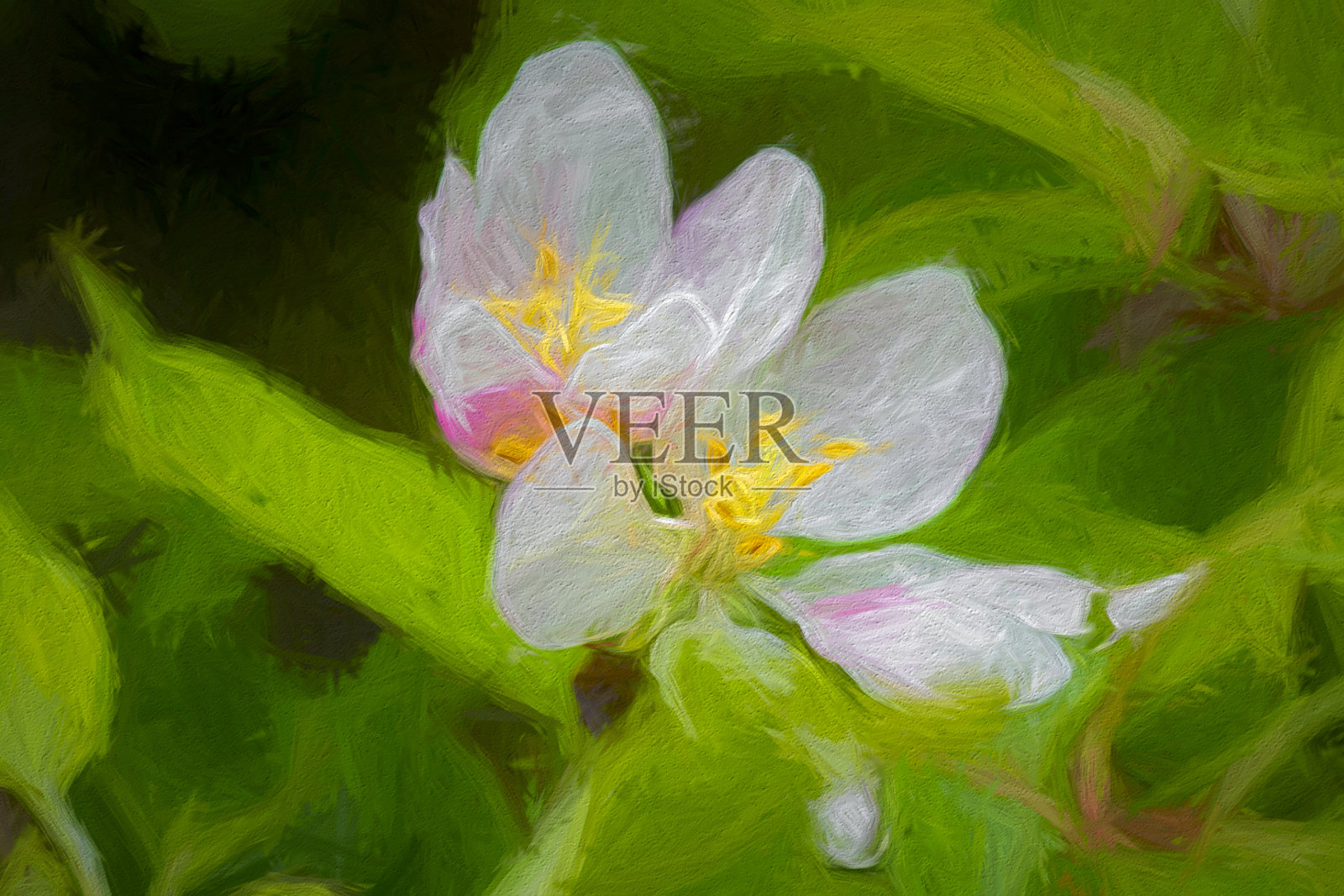 樱花照片摄影图片