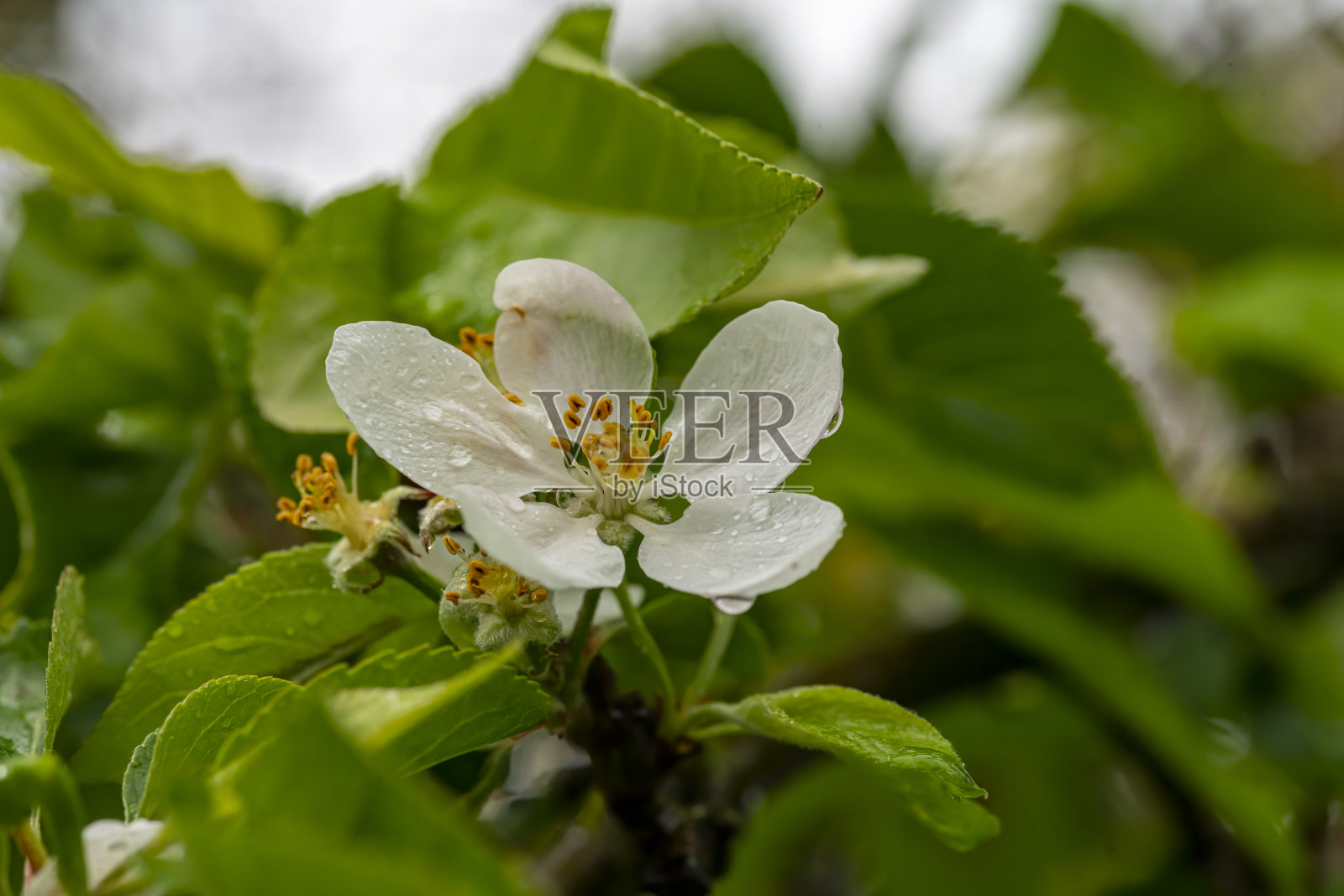 樱花照片摄影图片