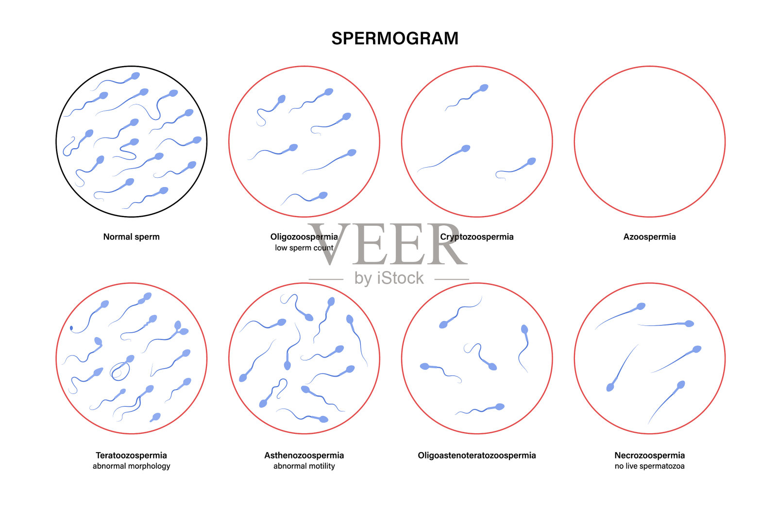 生殖系统的概念插画图片素材