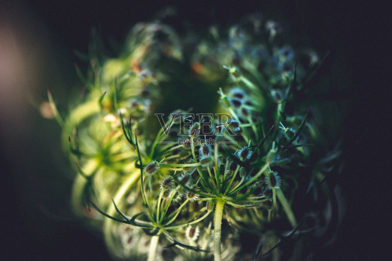 食花食肉昆虫照片摄影图片