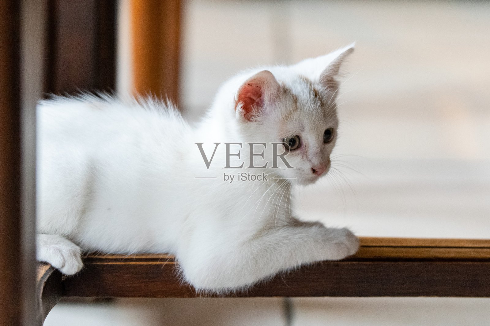 宠物:野猫的肖像照片摄影图片