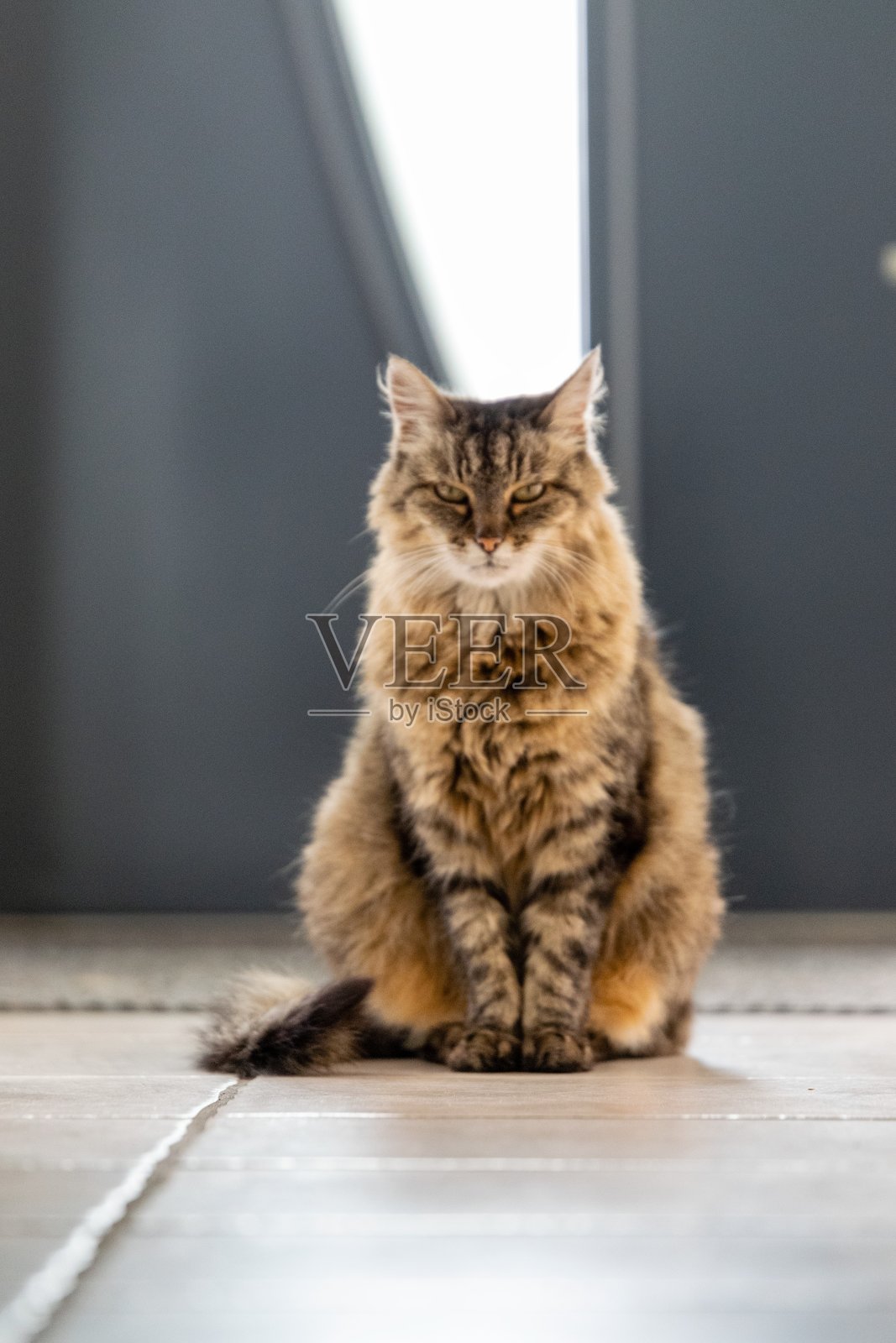 宠物:野猫肖像照片摄影图片