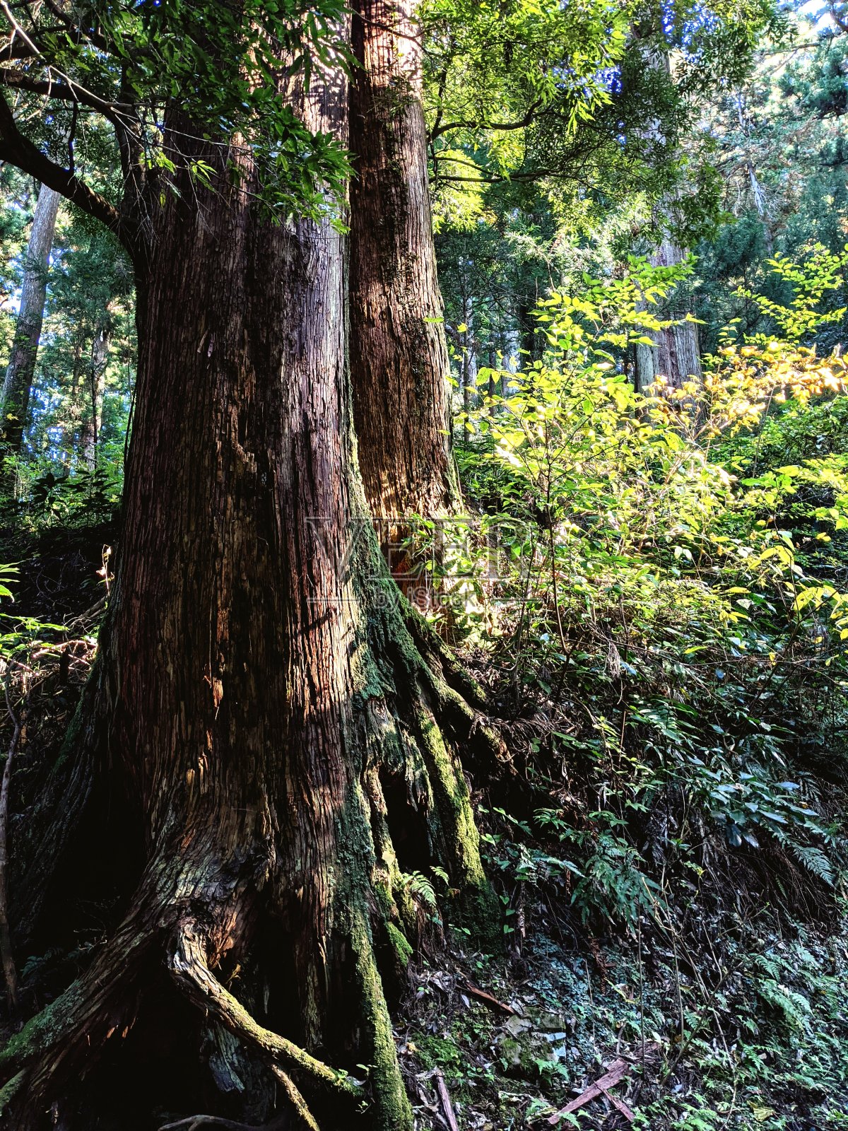 森林中有阳光的大气空间。照片摄影图片