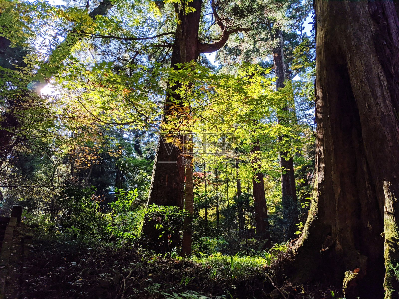 森林中有阳光的大气空间。照片摄影图片