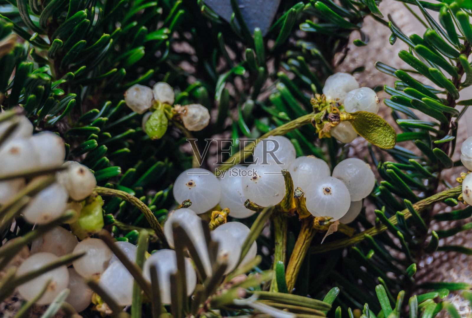 常见槲寄生浆果的特写，Viscum album照片摄影图片