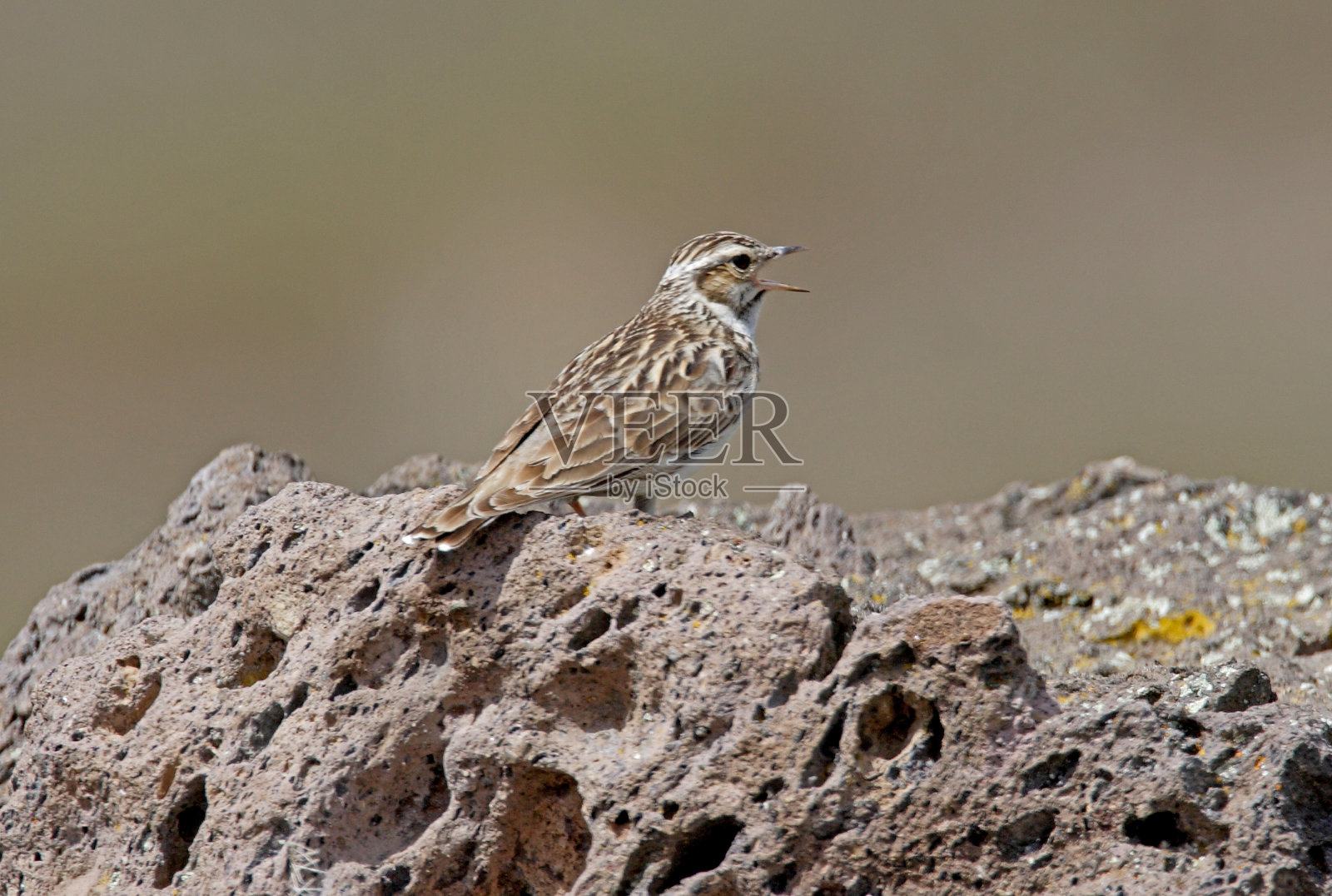 森林云雀照片摄影图片