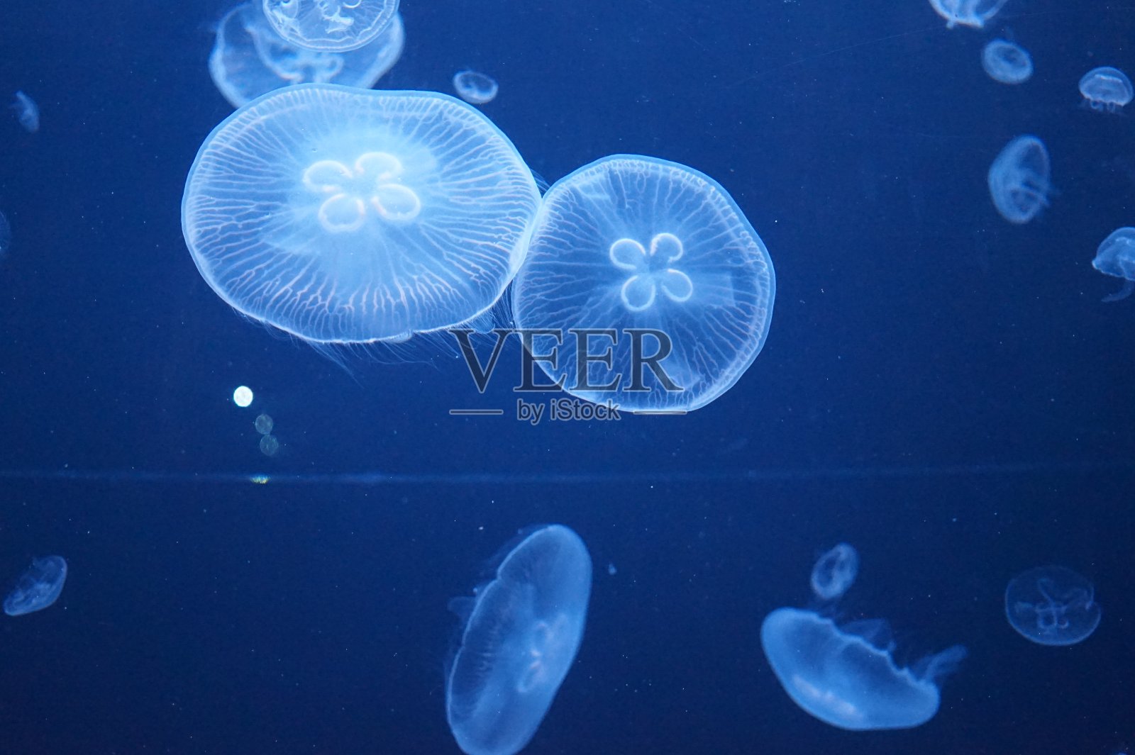 水母照片摄影图片