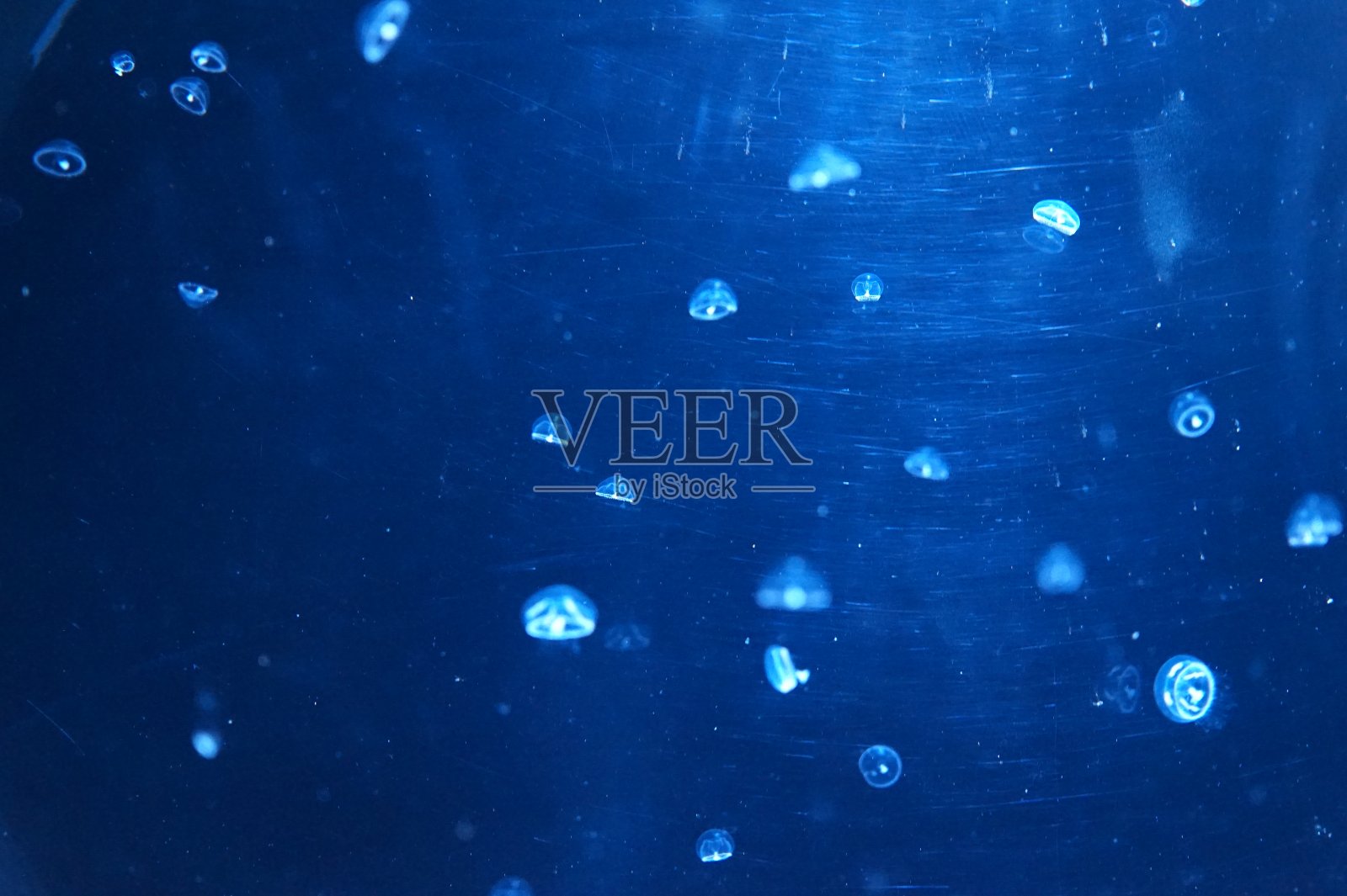 水母照片摄影图片