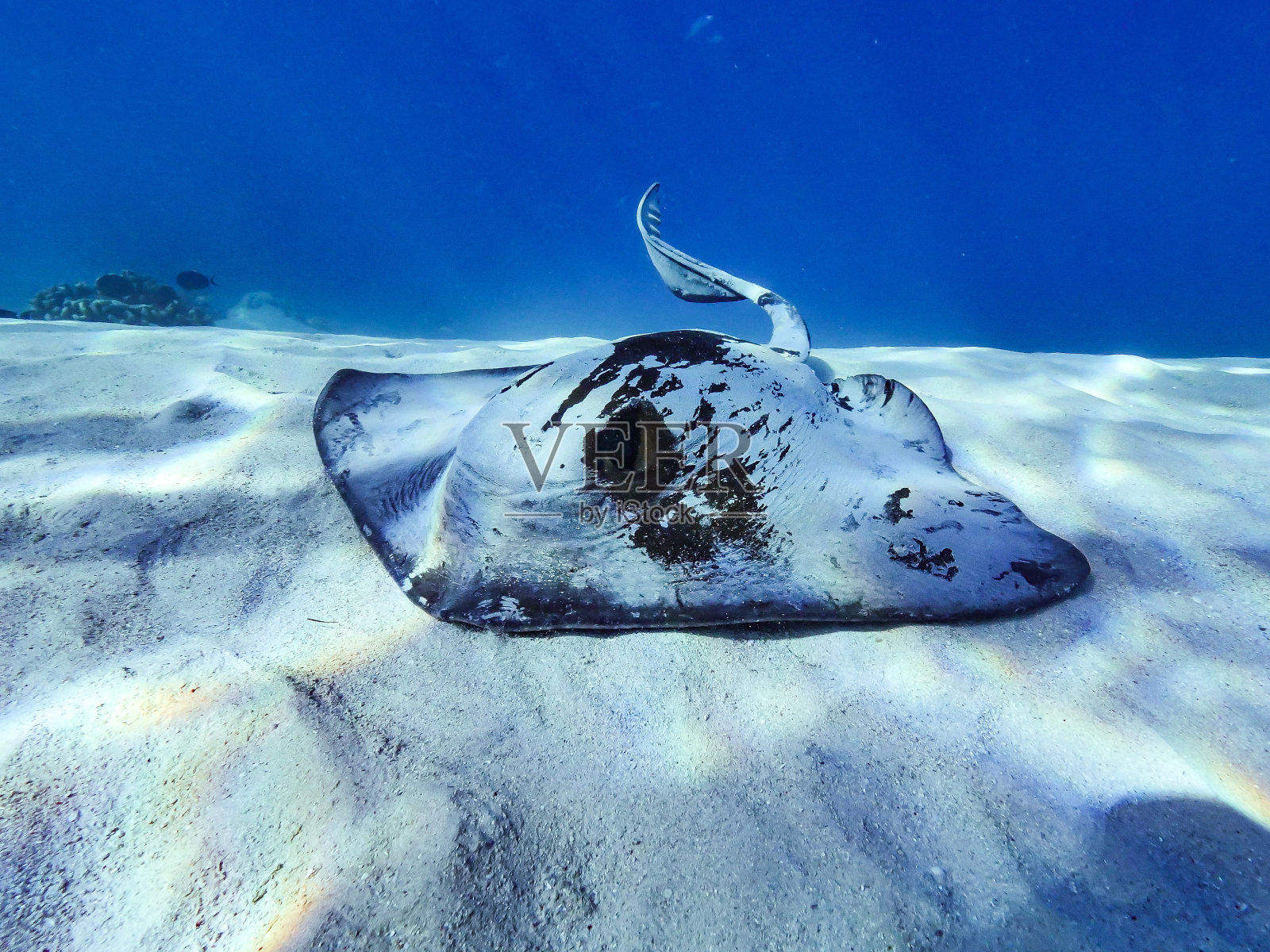 泻湖会话照片摄影图片