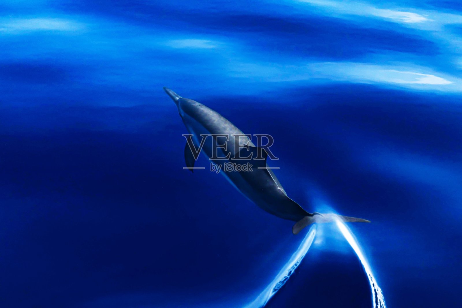 泻湖会话照片摄影图片