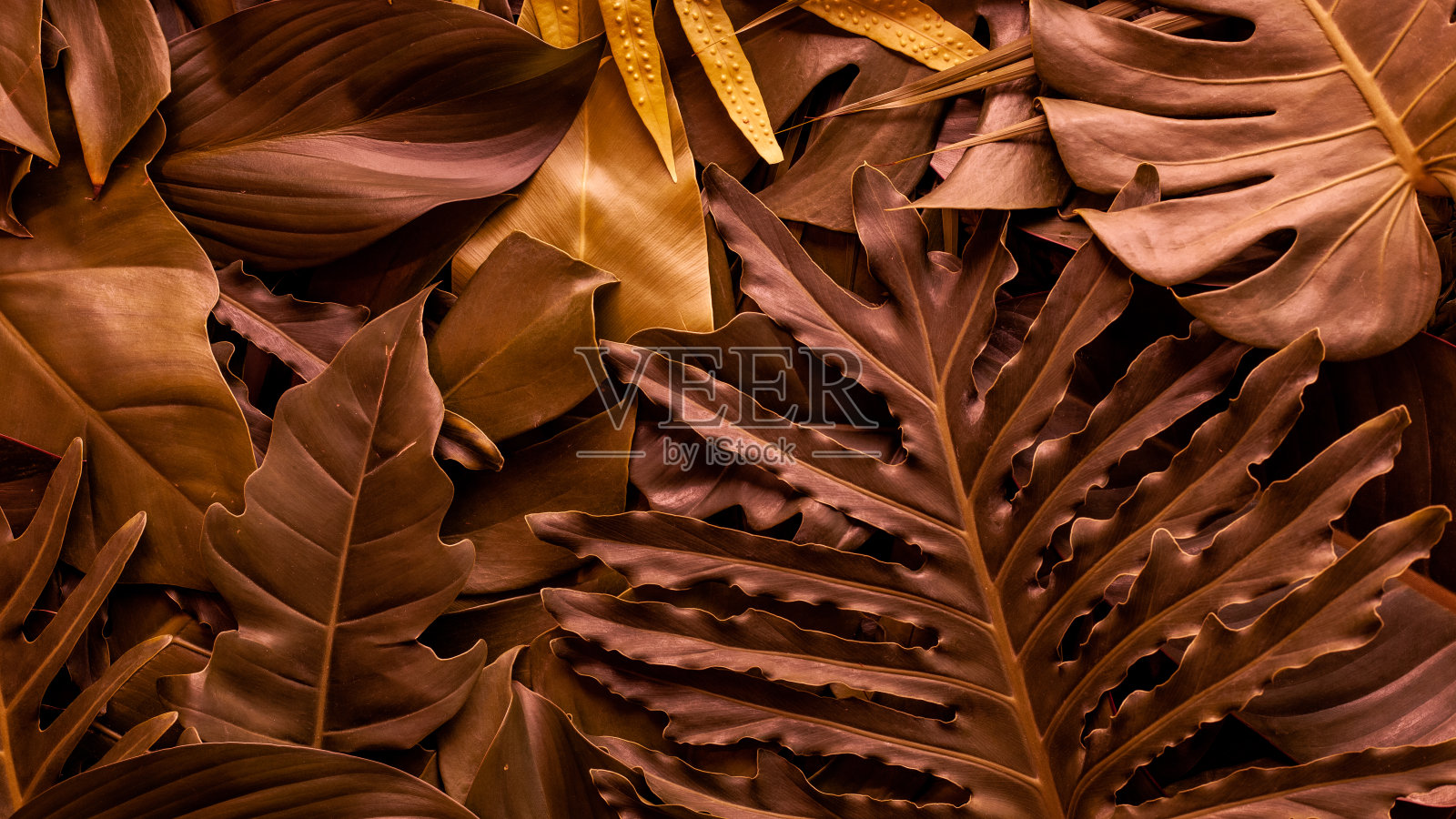 棕叶背景照片摄影图片