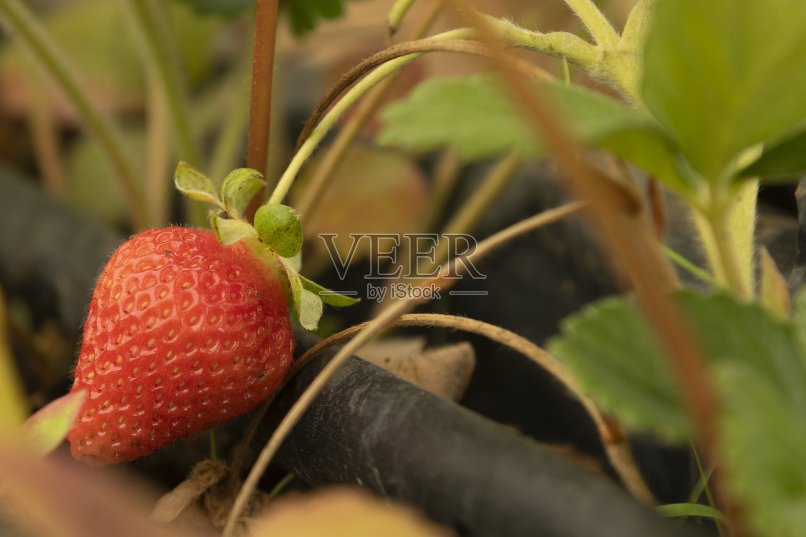 温室里的草莓照片摄影图片