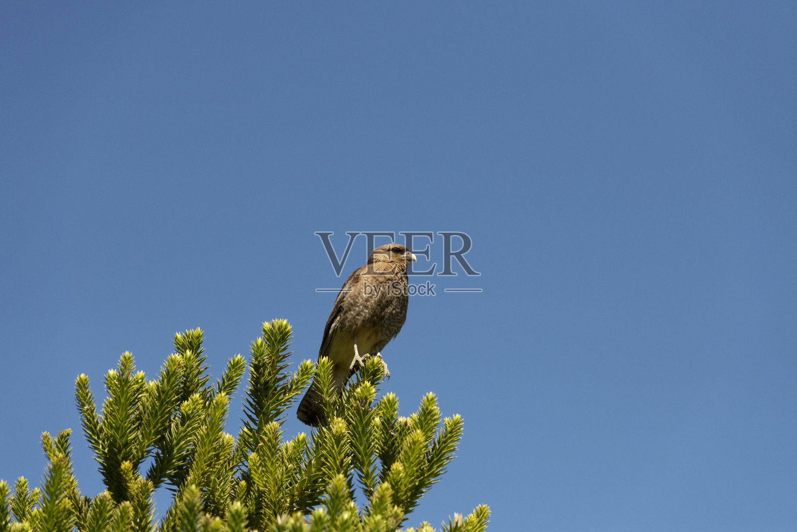 鹰在晴空中栖息在树上的低角度视图照片摄影图片