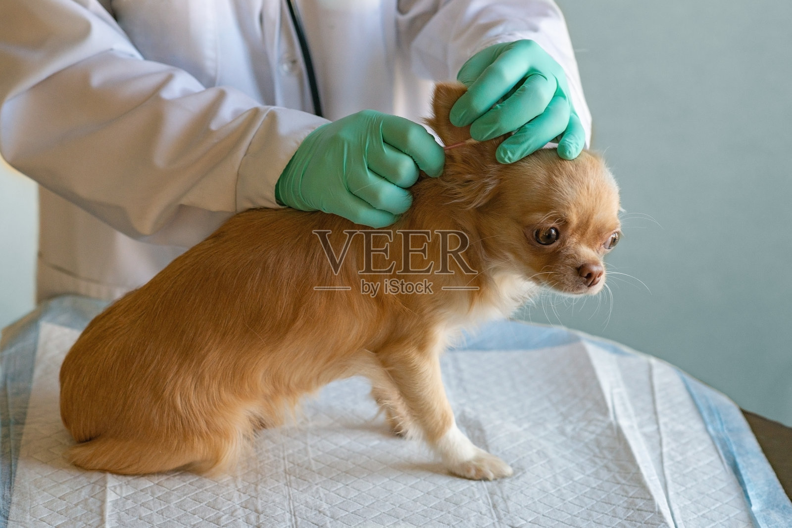 兽医办公室里的一只红毛吉娃娃狗正在清理她的耳朵。照片摄影图片