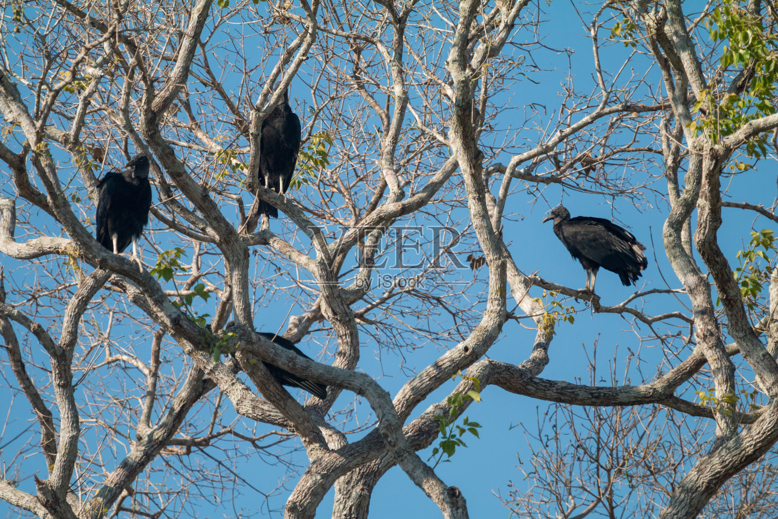 Urubú(黑秃鹫)在潘塔纳尔湿地，巴西照片摄影图片