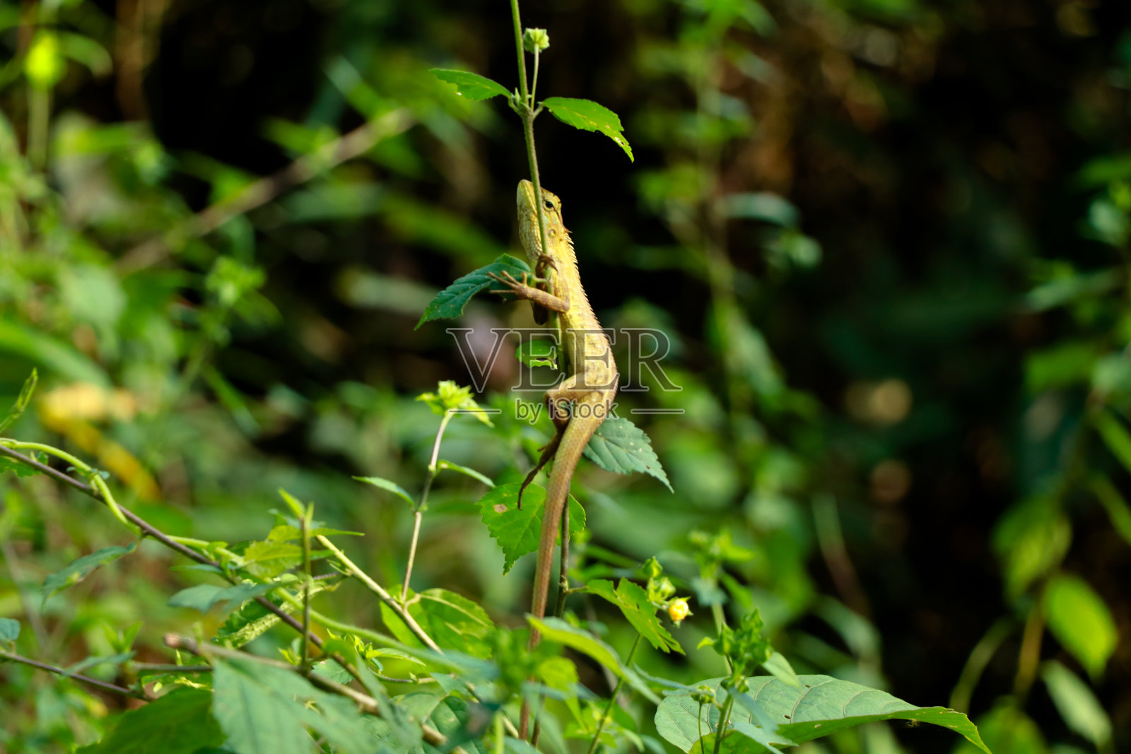 爬在灌木上的变色龙照片摄影图片