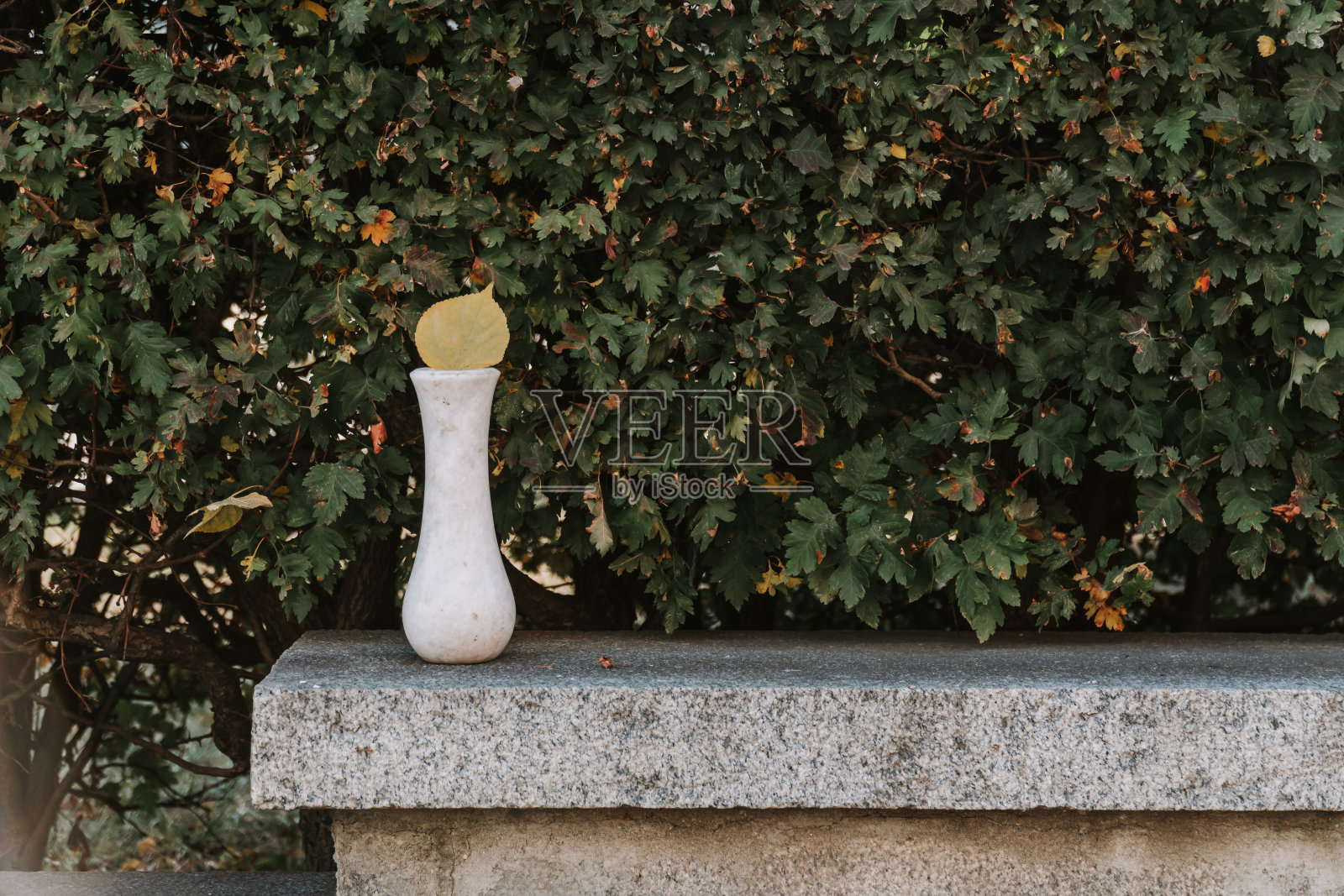 大理石空花瓶上的绿叶背景户外照片摄影图片